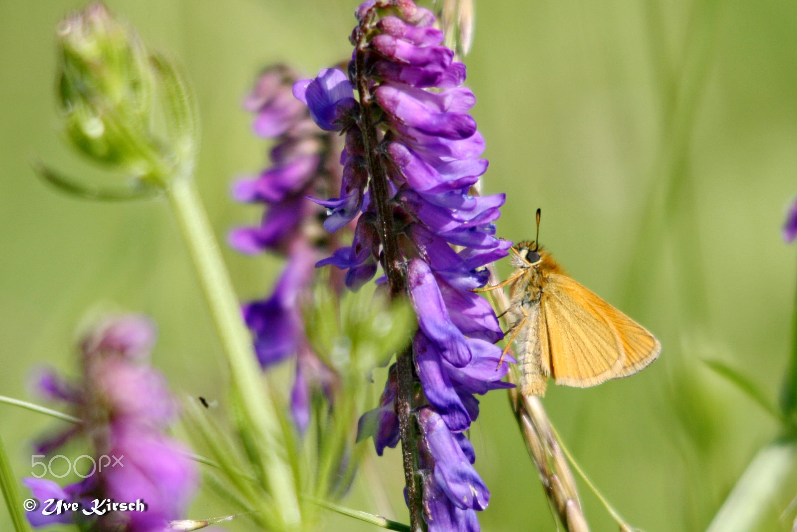 Sigma 150-500mm F5-6.3 DG OS HSM sample photo. Essex skipper photography