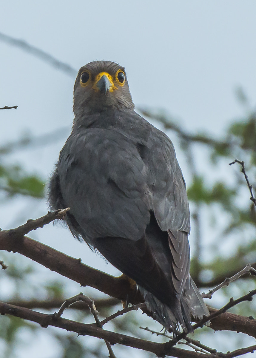 Nikon AF-S Nikkor 200-400mm F4G ED-IF VR sample photo. Grey kestrel, ruaha np. photography