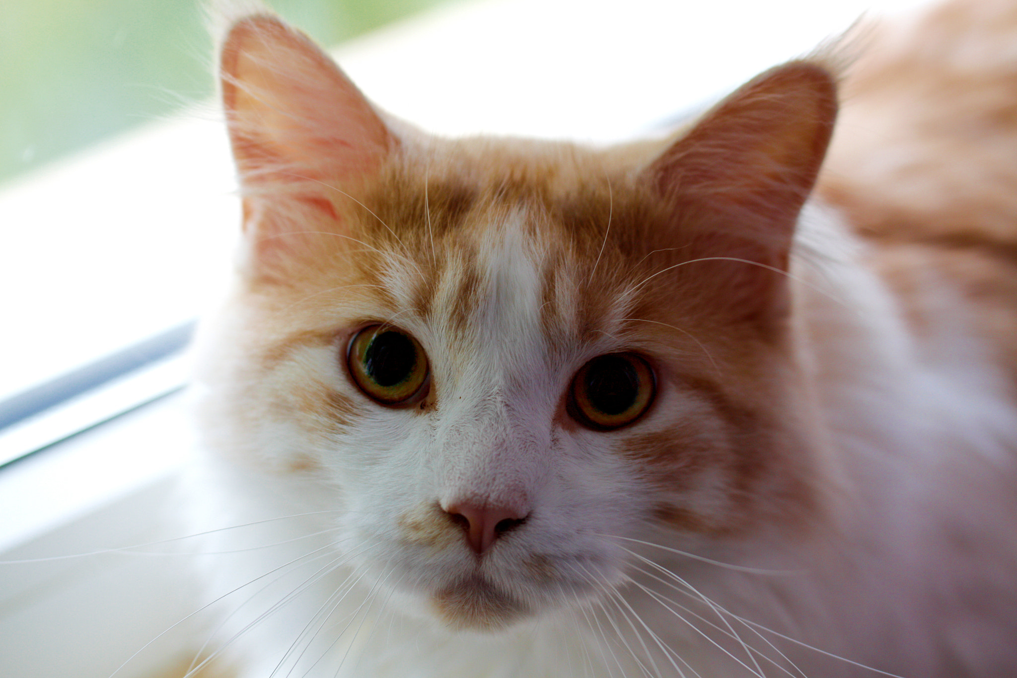 Tamron SP AF 60mm F2 Di II LD IF Macro sample photo. Pupsi =) photography