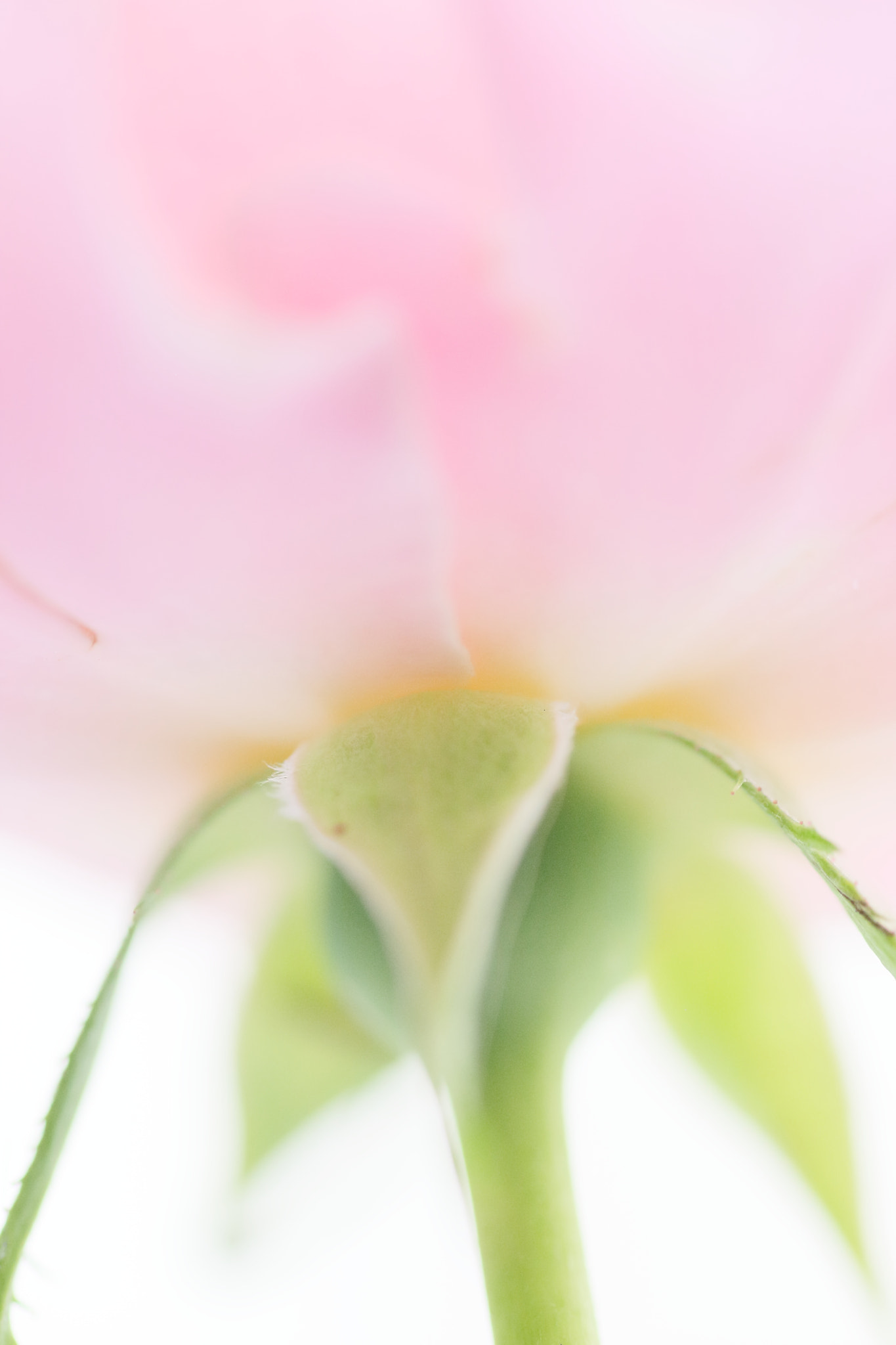 Tamron SP AF 90mm F2.8 Di Macro sample photo. Rose photography