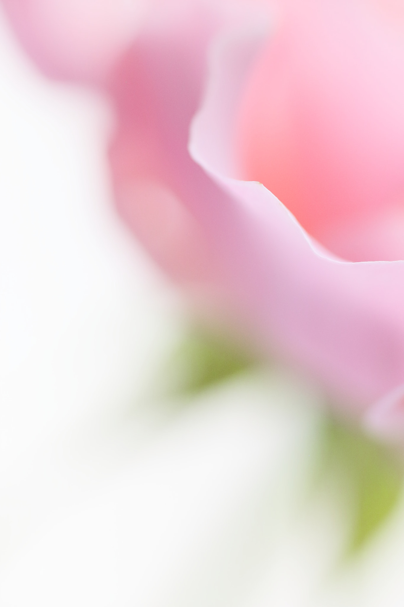Tamron SP AF 90mm F2.8 Di Macro sample photo. Rose photography