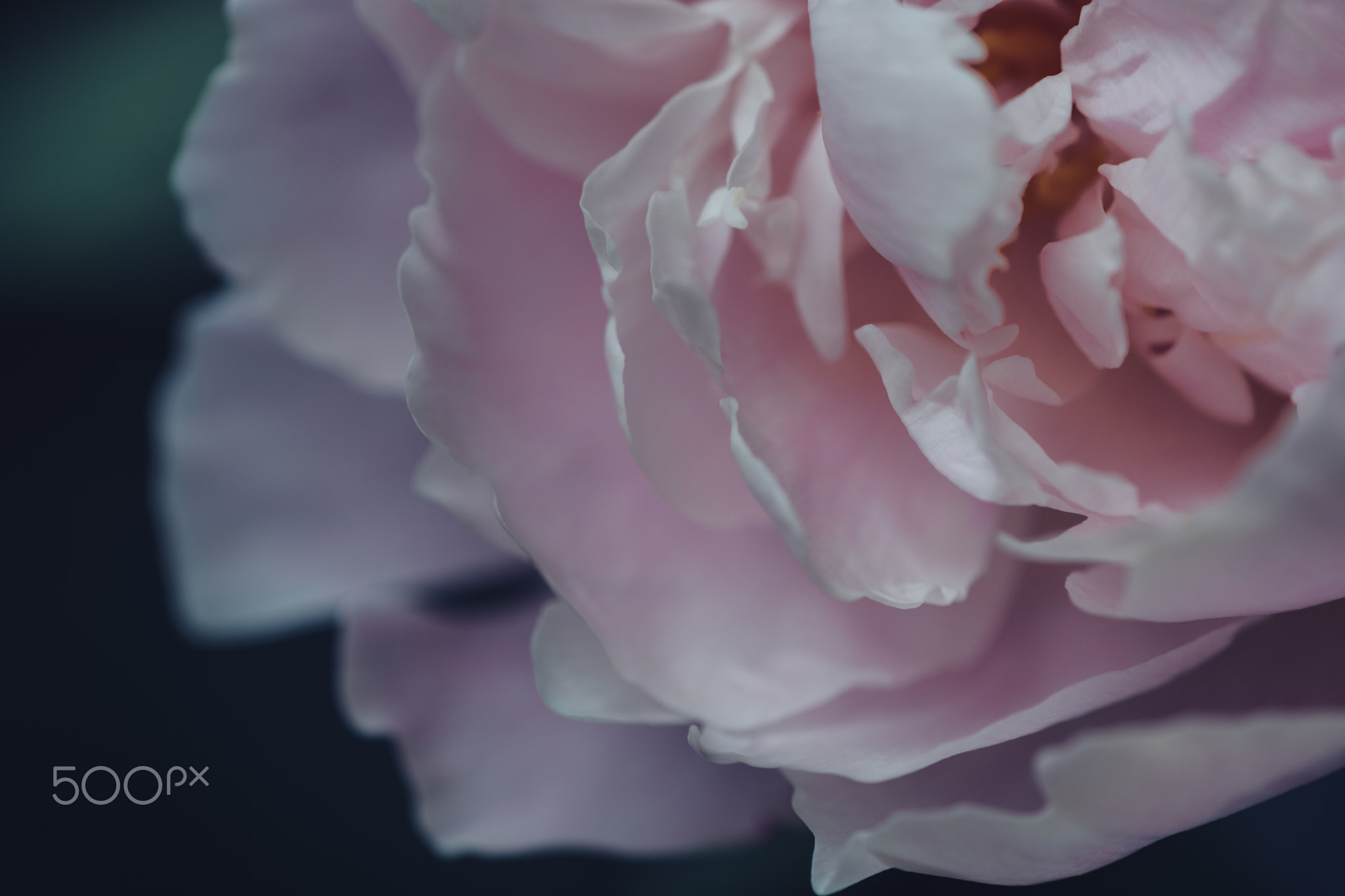 waves // peony