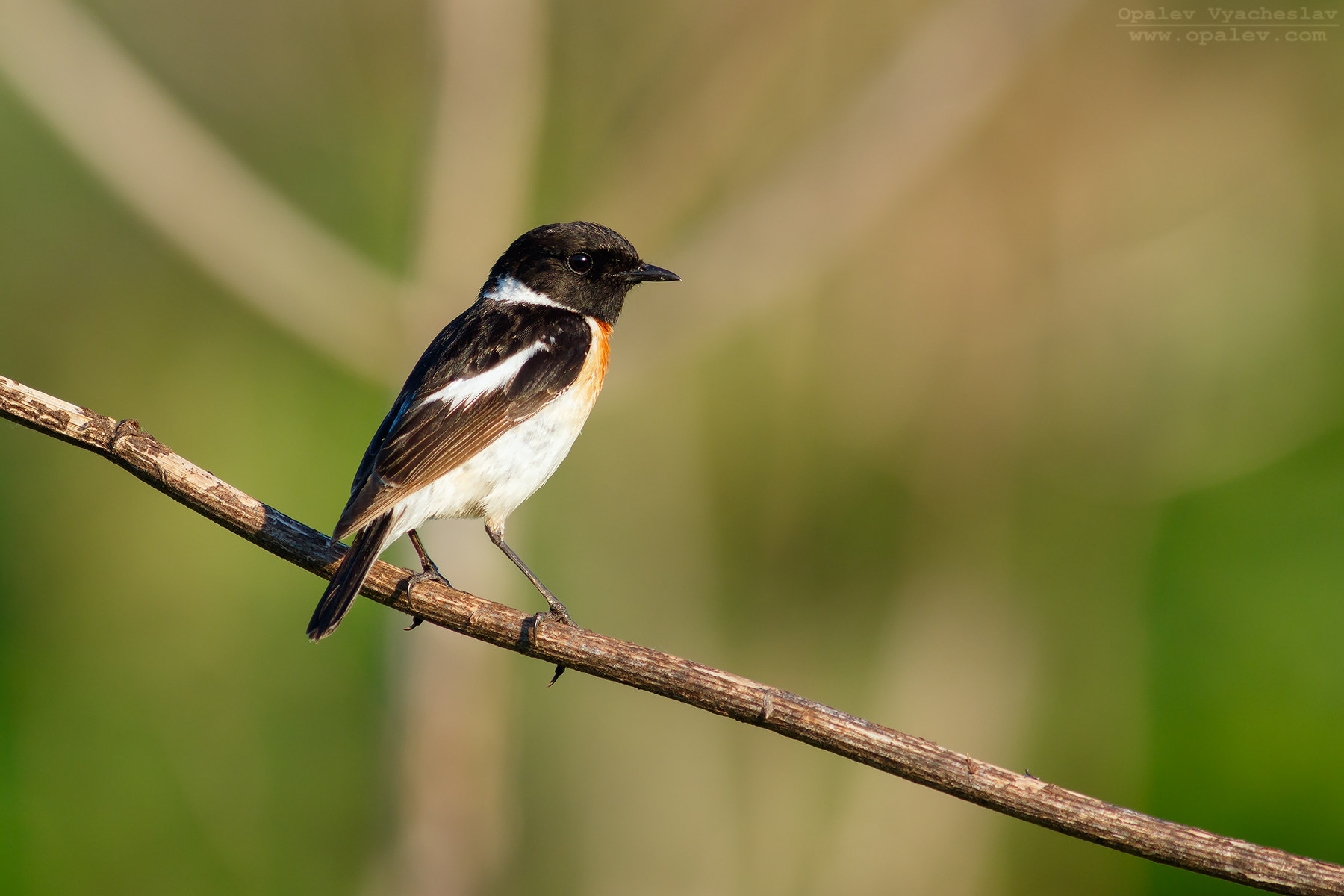 Canon EOS 7D Mark II + Canon EF 400mm F5.6L USM sample photo. Stonechat photography
