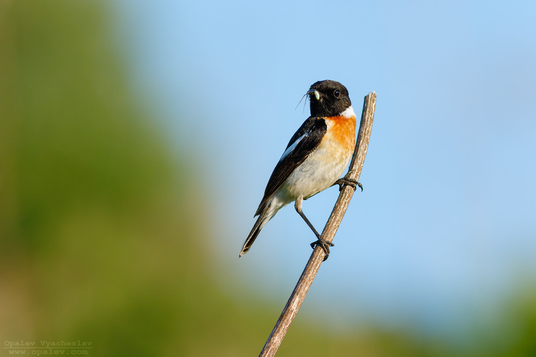 Canon EOS 7D Mark II + Canon EF 400mm F5.6L USM sample photo. Stonechat with prey photography