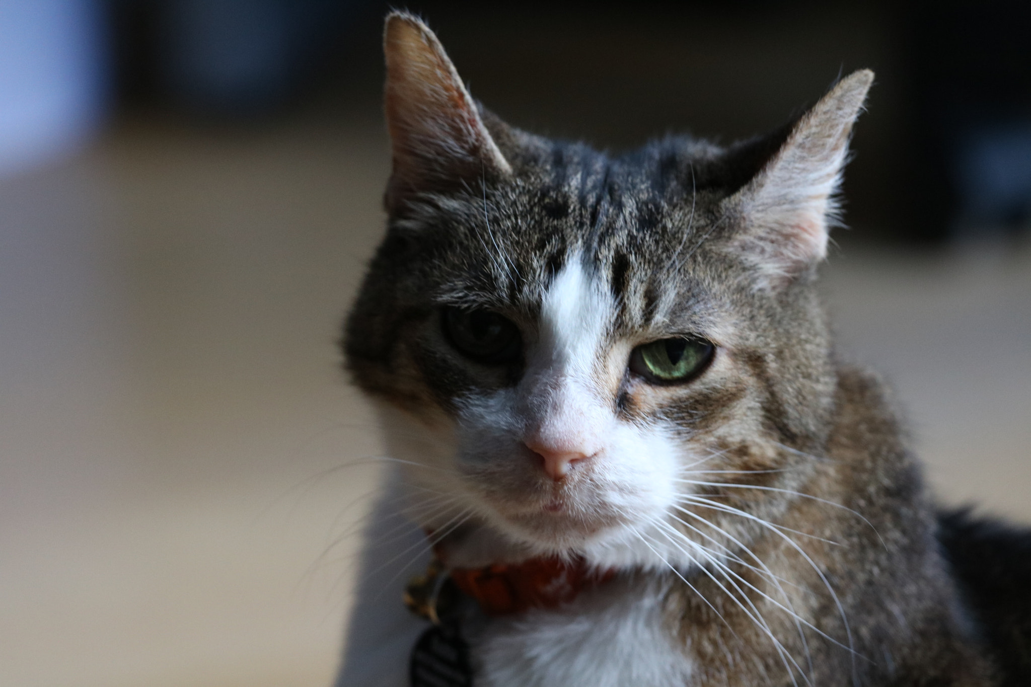 Canon EOS 760D (EOS Rebel T6s / EOS 8000D) + Canon EF 70-200mm F4L USM sample photo. Just a cat photography