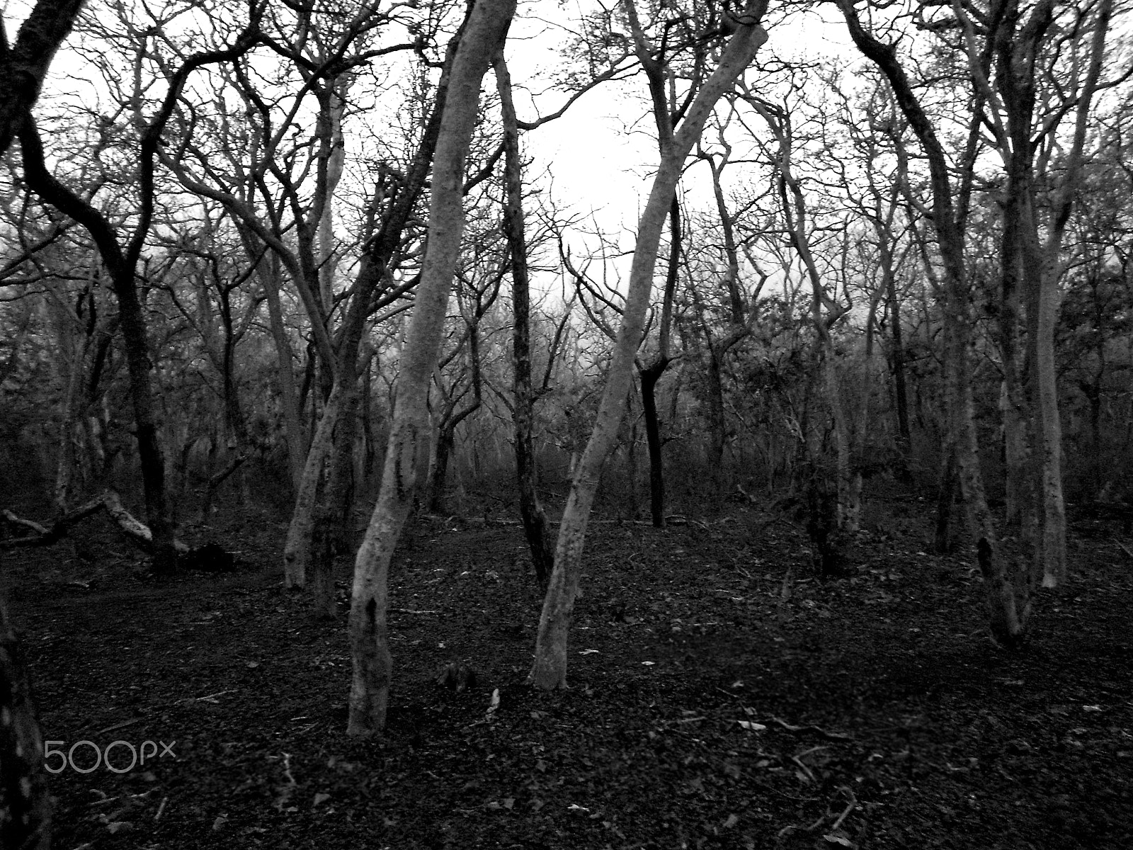 Nikon COOLPIX S2600 sample photo. Forest photography