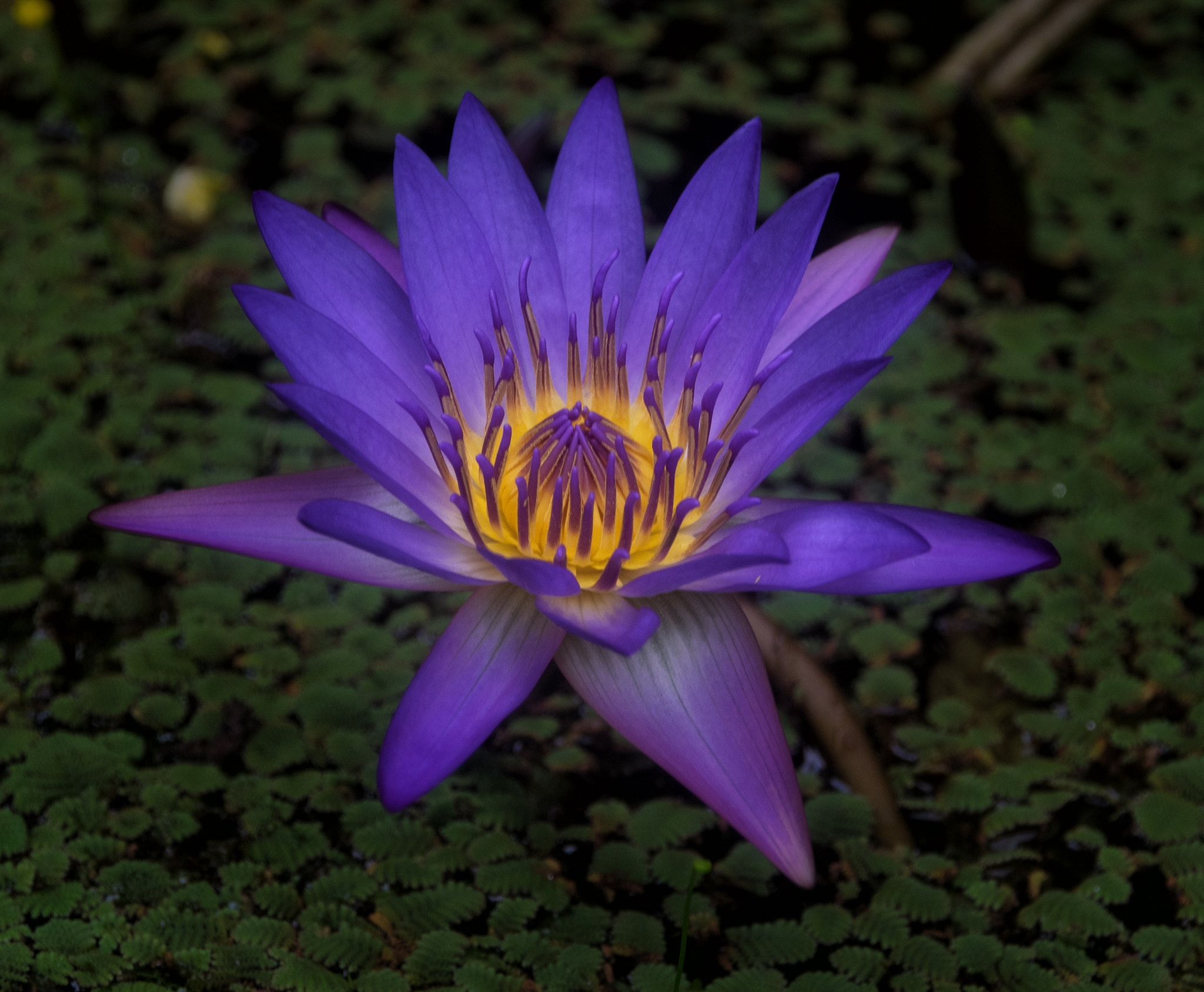 Olympus OM-D E-M1 + OLYMPUS M.12-50mm F3.5-6.3 sample photo. Water lily photography