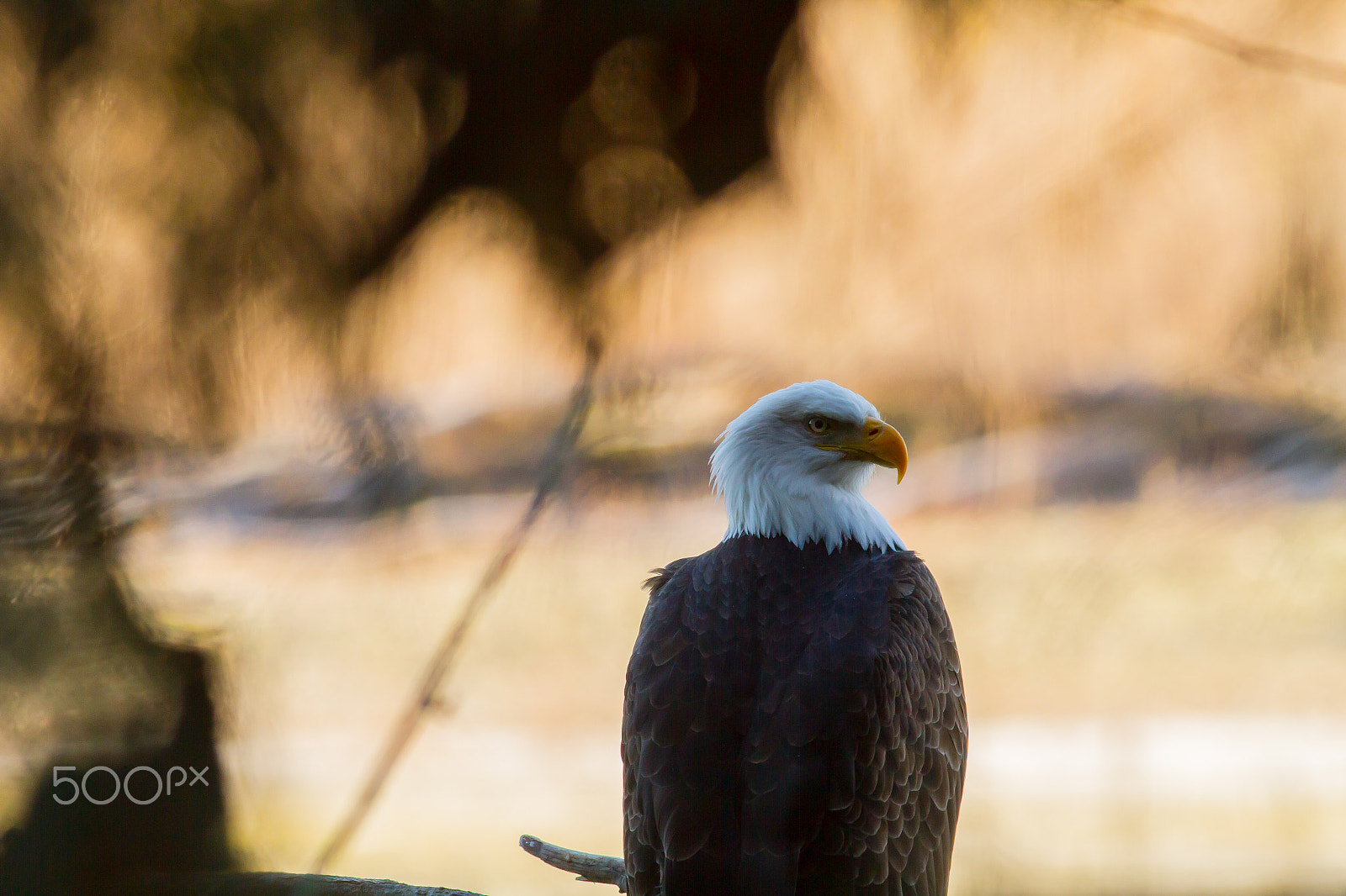 Canon EOS 7D + Canon EF 400mm F5.6L USM sample photo. Raptor photography