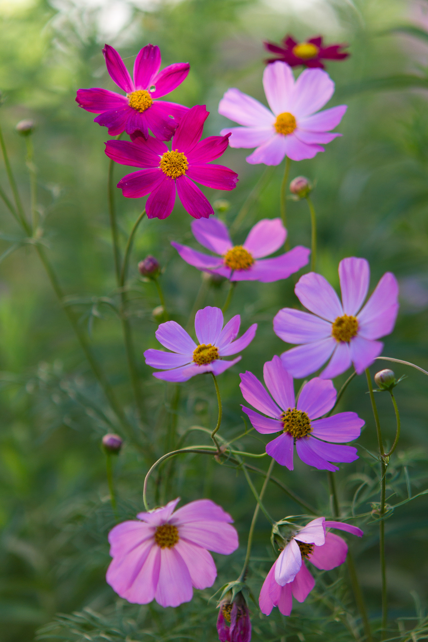 Sigma APO 50-150mm f/2.8 [II] EX DC HSM sample photo. Summer flowers photography