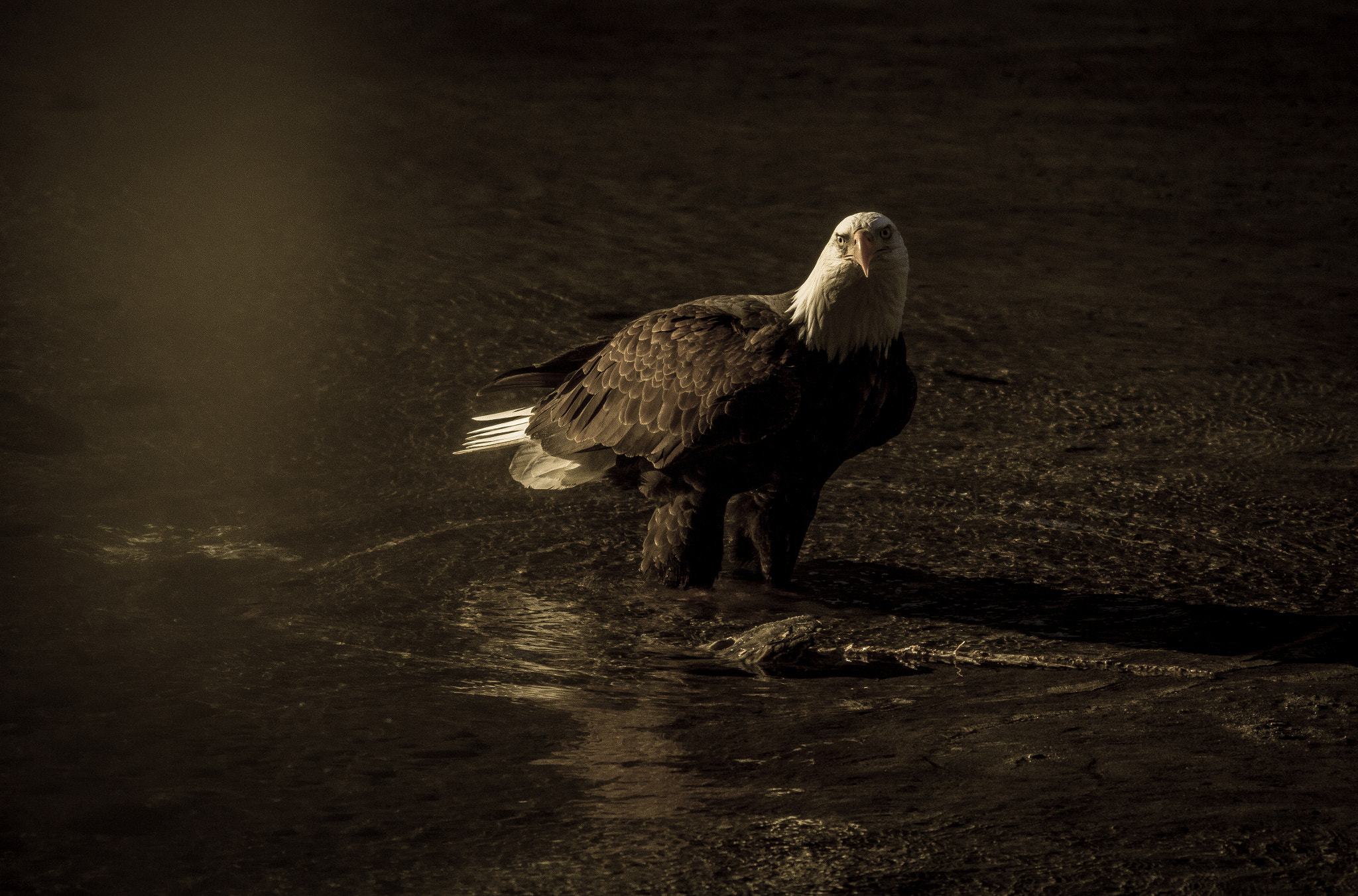 Canon EOS 7D + Canon EF 400mm F5.6L USM sample photo. Bird of prey photography