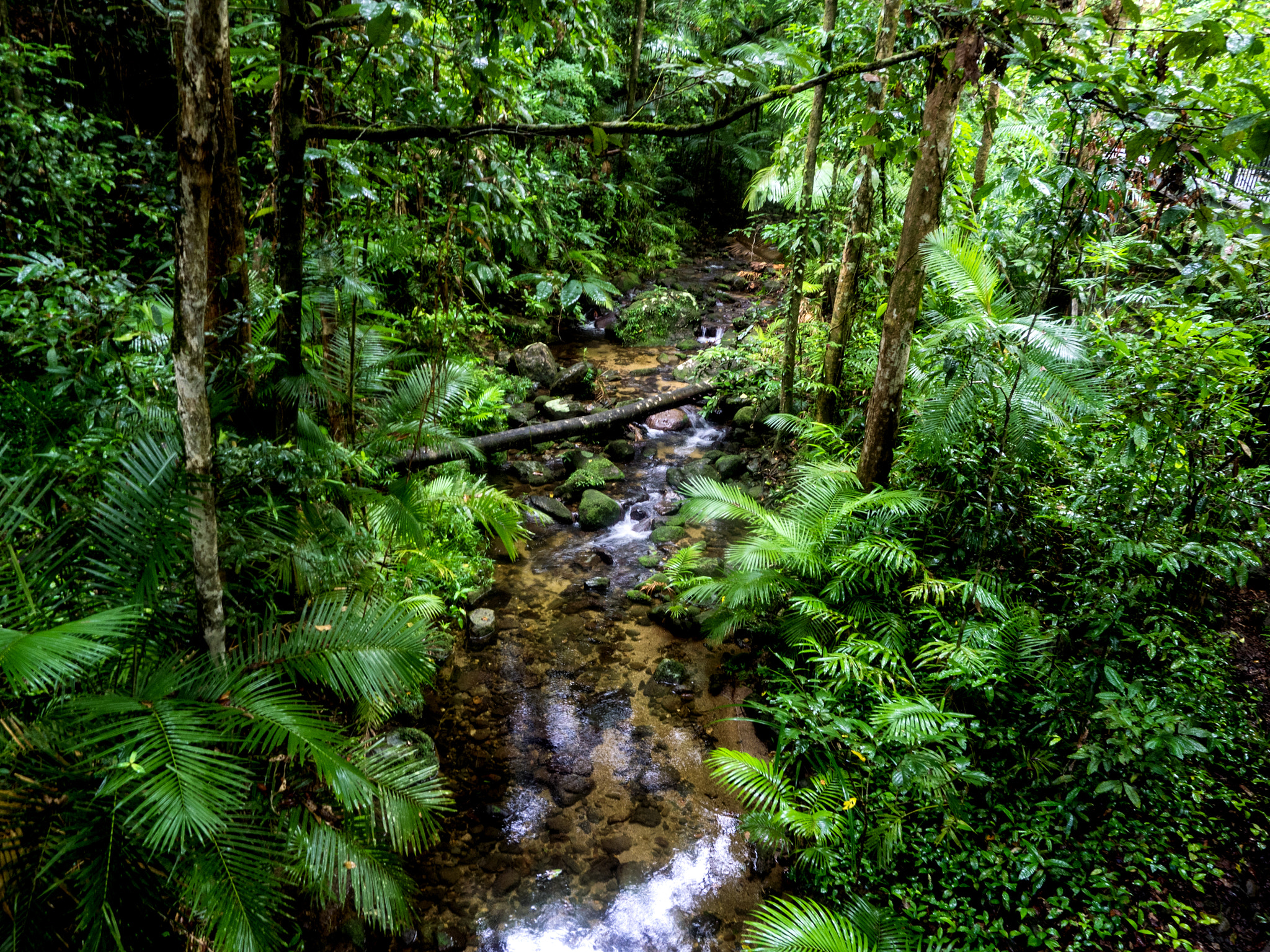 Olympus OM-D E-M1 + OLYMPUS M.12-50mm F3.5-6.3 sample photo. Rainforest stream photography