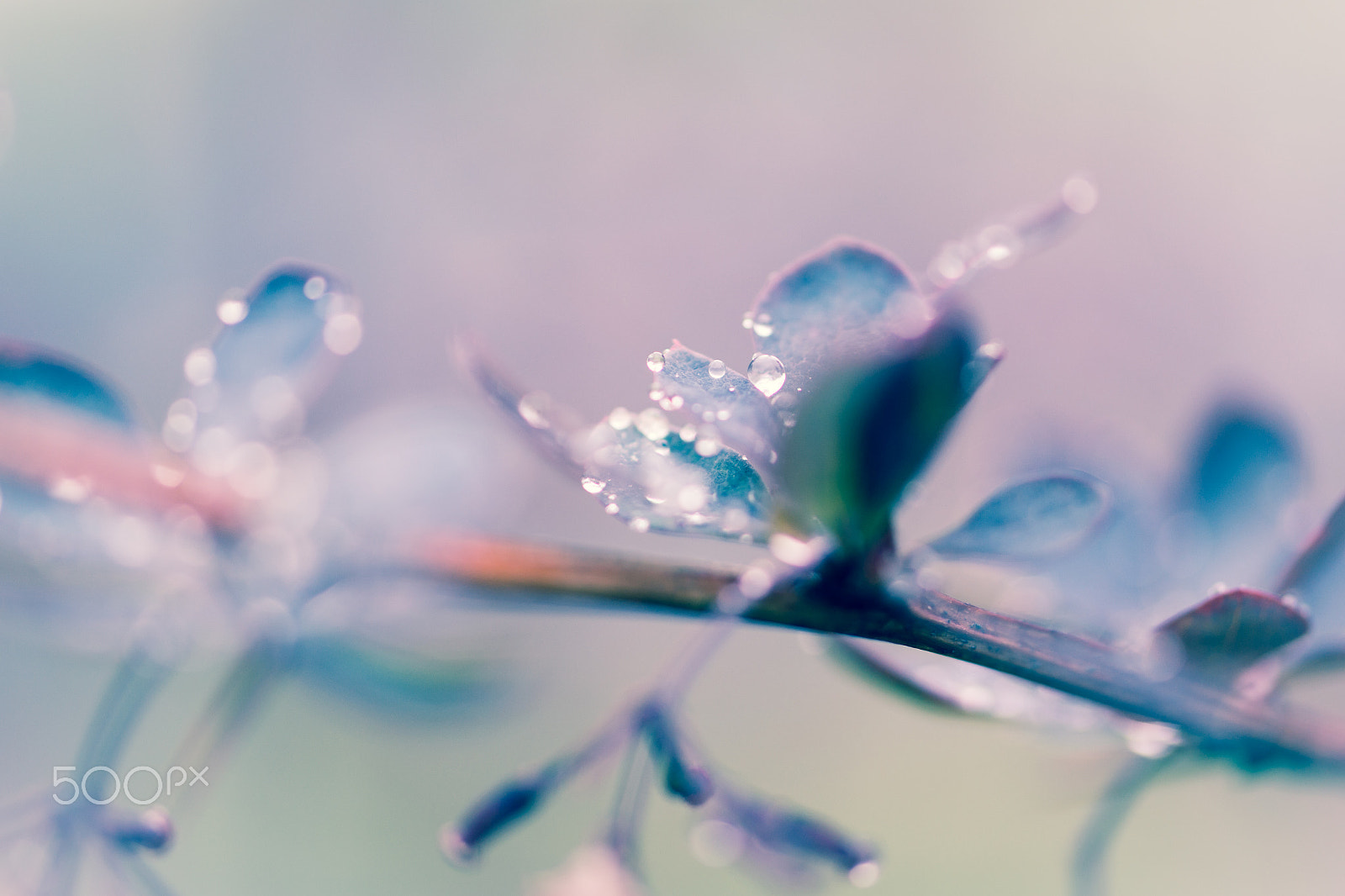 Samsung NX30 + Samsung NX 60mm F2.8 Macro ED OIS SSA sample photo. Droplets and pastels photography