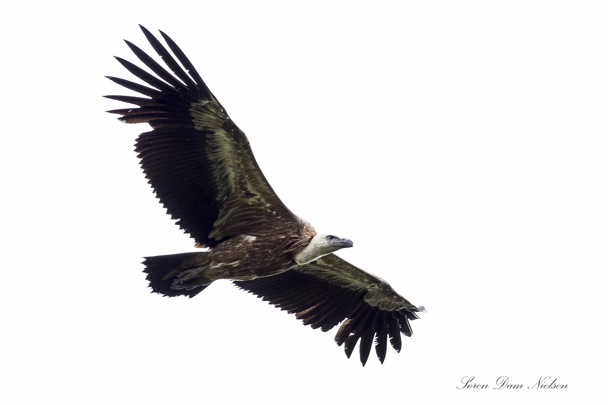 Canon EOS 60D + Canon EF 400mm F5.6L USM sample photo. Griffon vulture photography