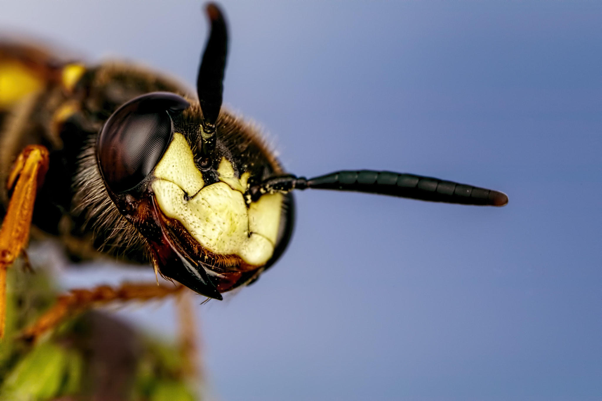 Canon MP-E 65mm F2.5 1-5x Macro Photo sample photo. Beewolf iii photography