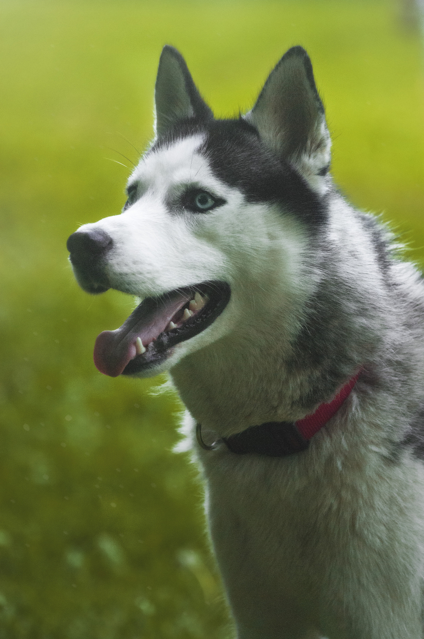 Sigma 70-300mm F4-5.6 APO DG Macro sample photo. Altay photography