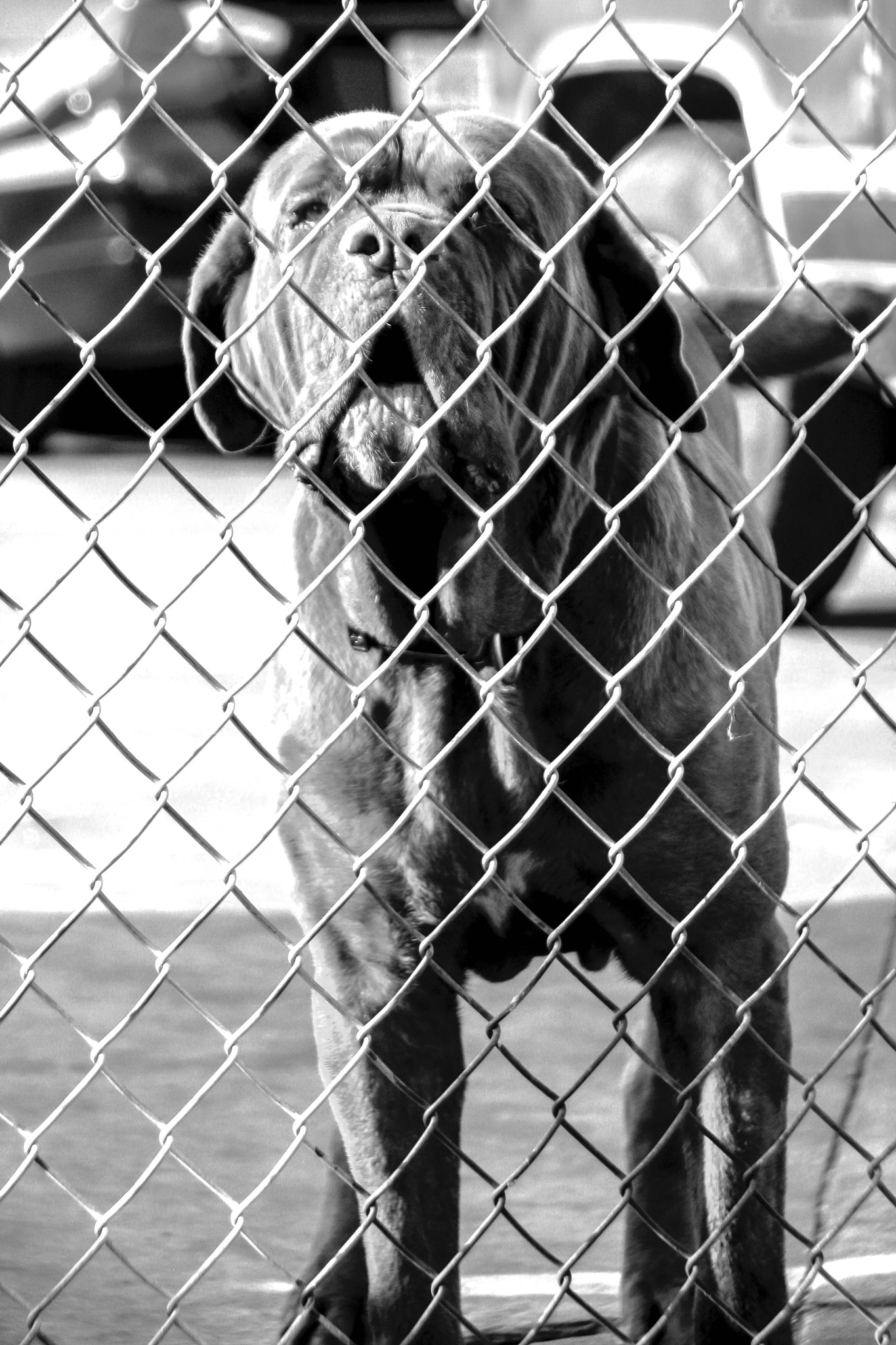 Canon EOS 400D (EOS Digital Rebel XTi / EOS Kiss Digital X) sample photo. The guard dog. photography