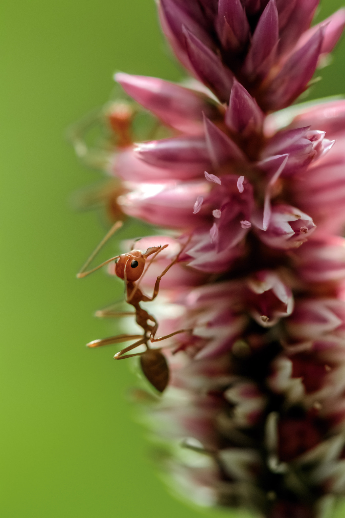 Nikon D5 sample photo. Ant photography
