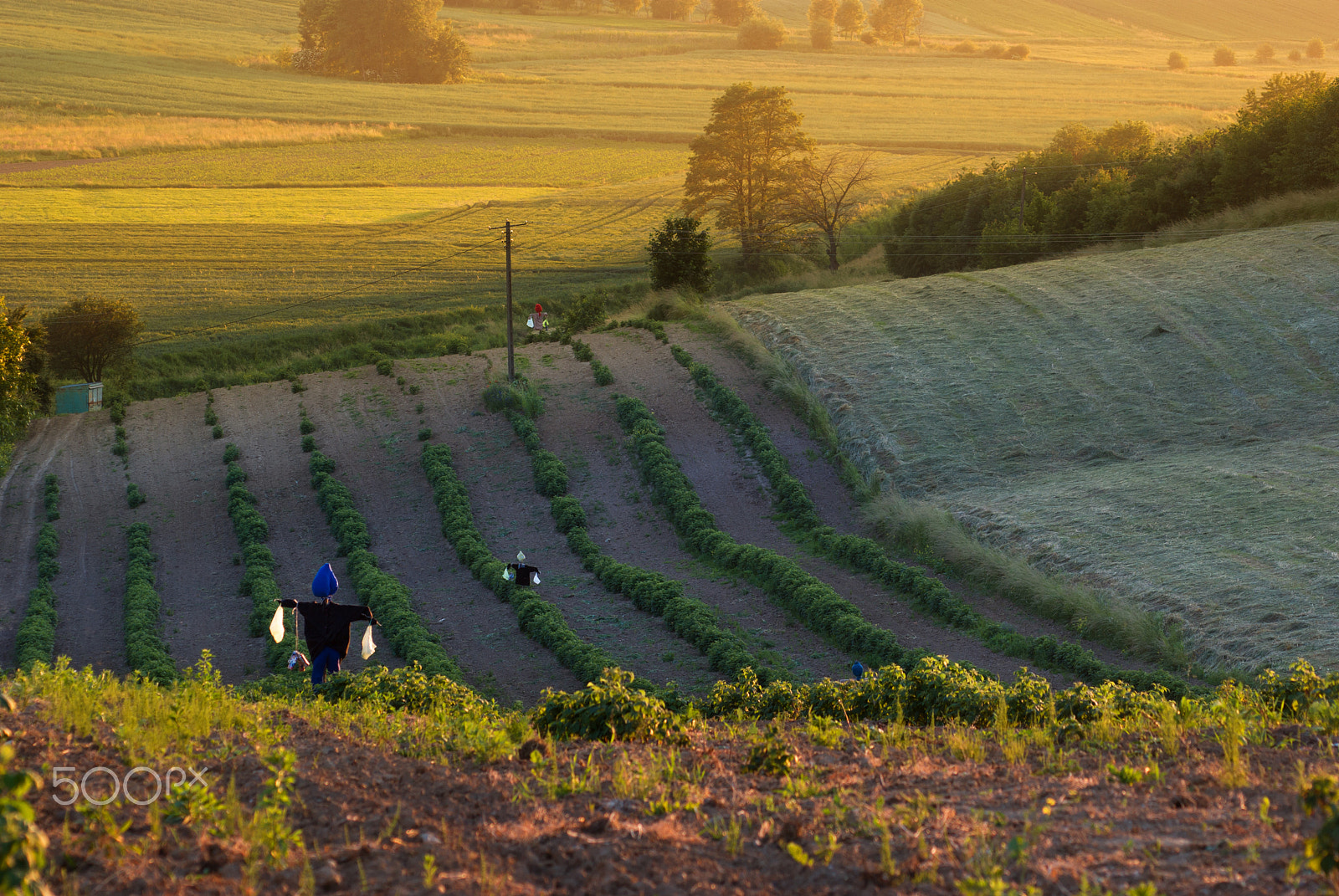 Pentax K10D sample photo. Scarecrows photography