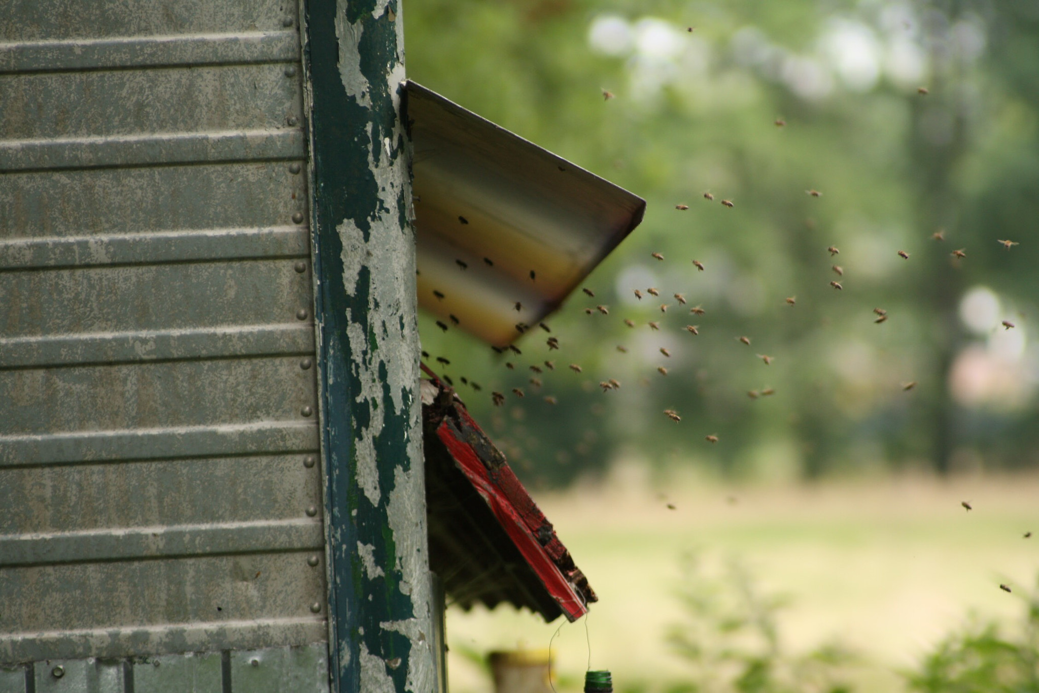 Canon EF 70-210mm f/3.5-4.5 USM sample photo. Bees life photography