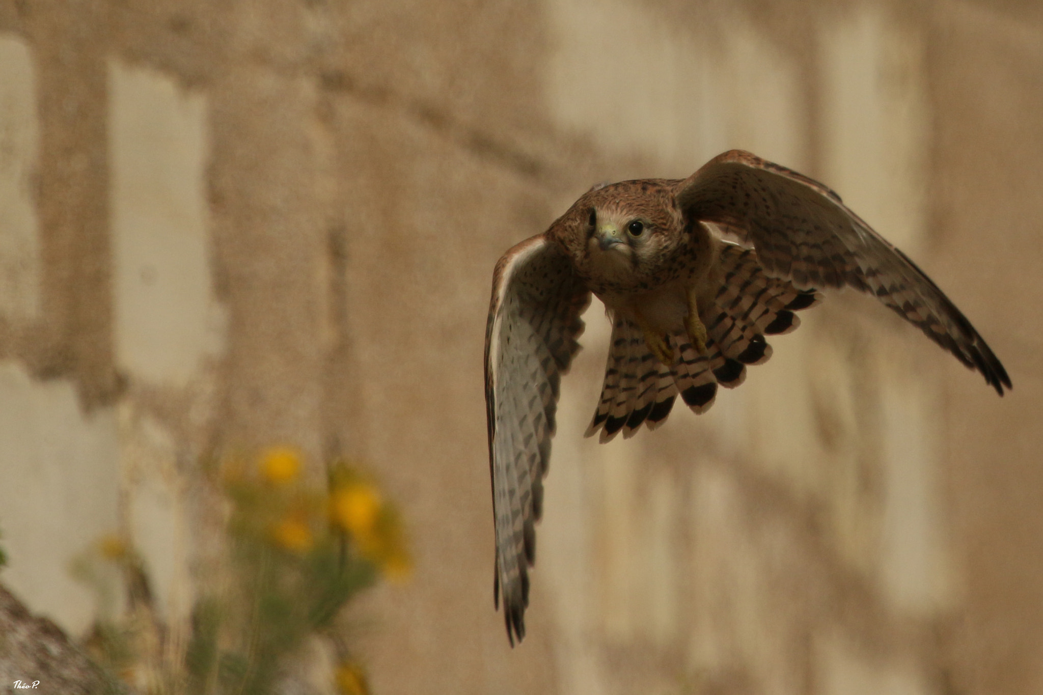 Canon EOS 7D Mark II + Canon EF 300mm F2.8L IS USM sample photo. Faucon crécerelle photography