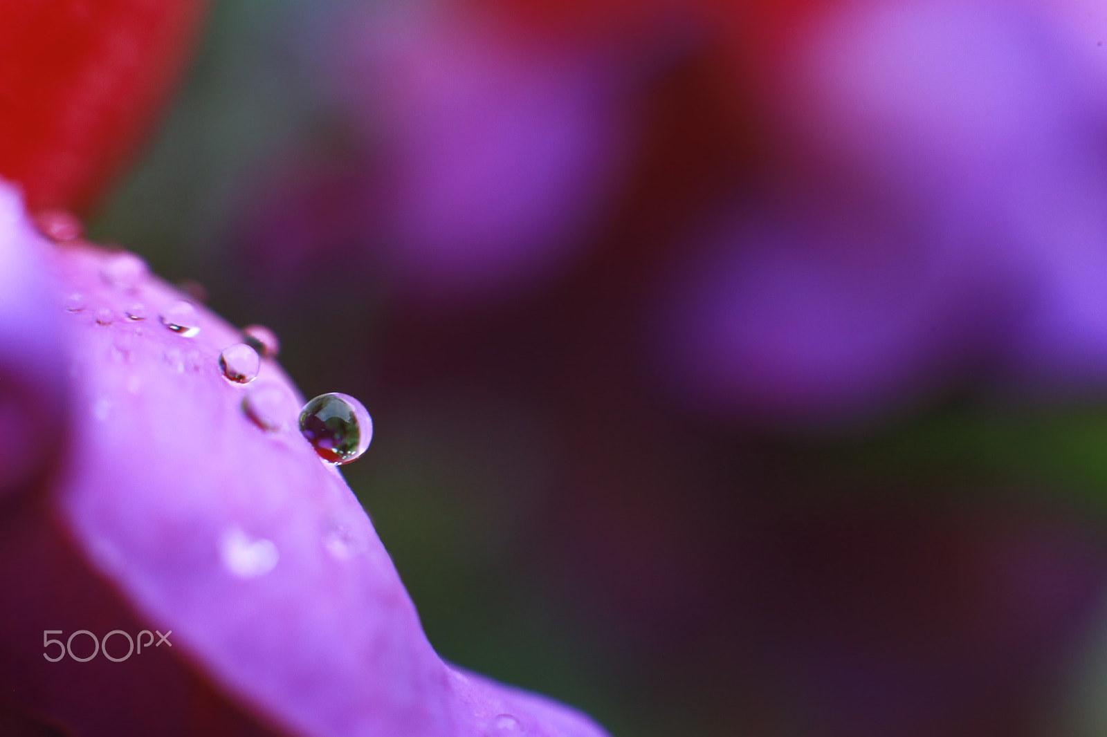 Canon EF 50mm F1.4 USM sample photo. Raindrops on fuschias photography