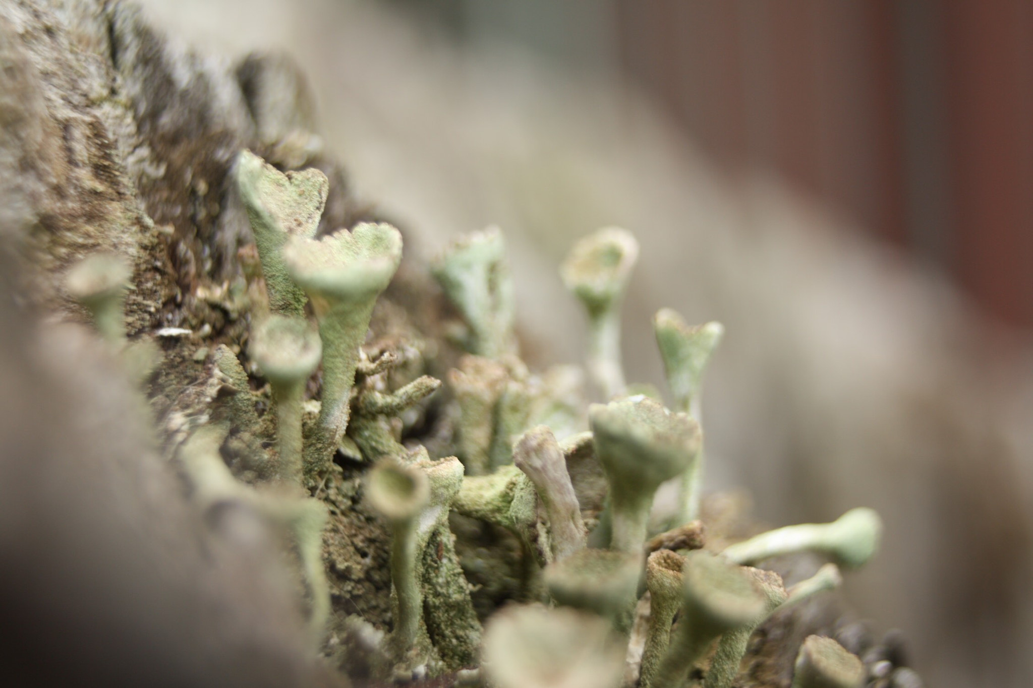 Canon EF-S 18-55mm F3.5-5.6 sample photo. Macro mold 1 photography