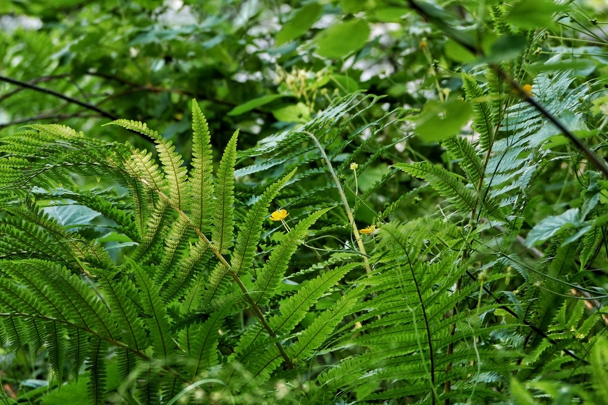 Panasonic Lumix G Vario 45-200mm F4-5.6 OIS sample photo