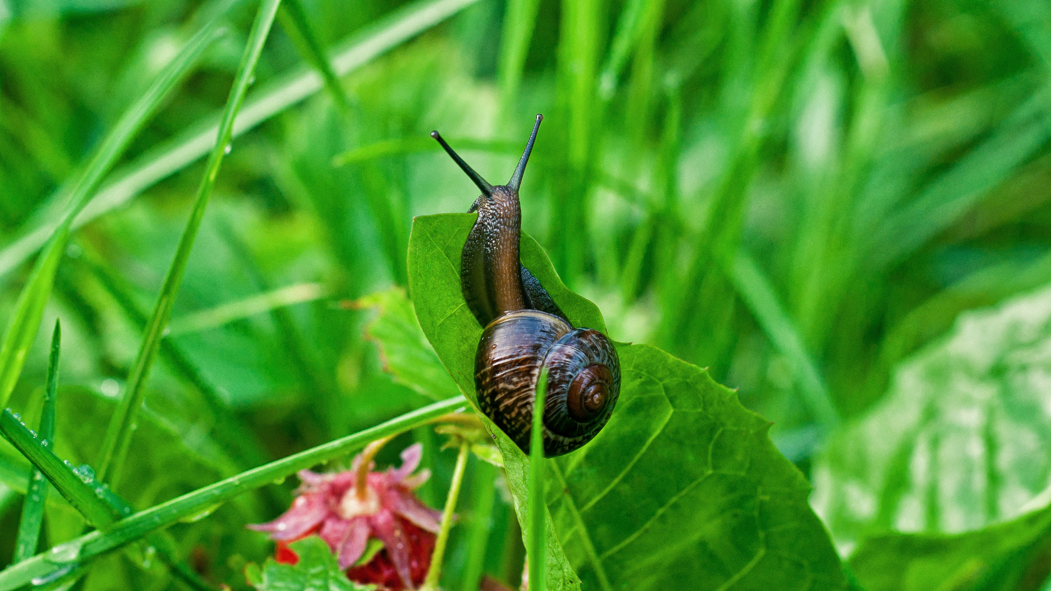 Nikon D5000 + Nikon AF Nikkor 50mm F1.8D sample photo. Curious snail photography