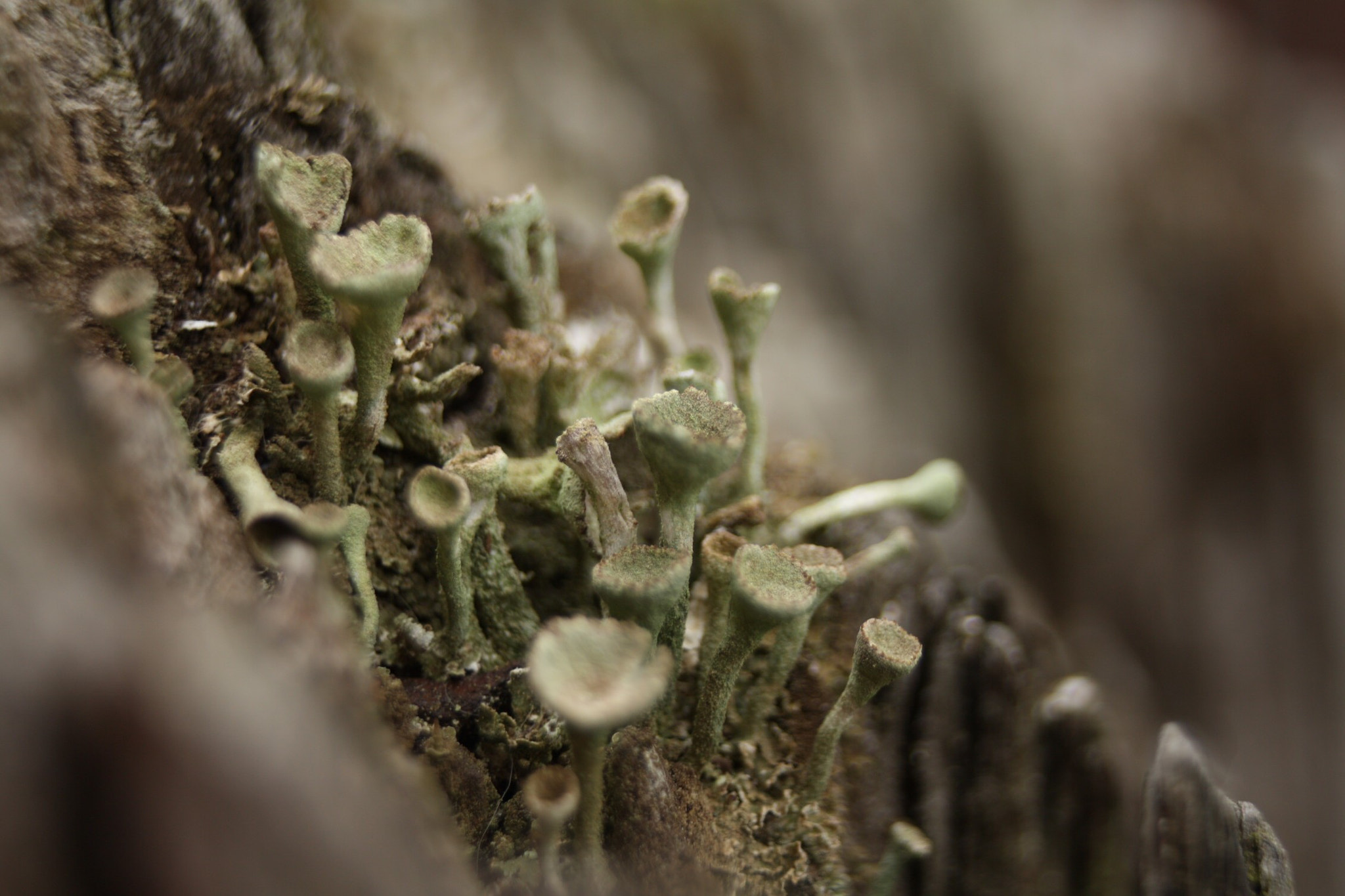 Canon EF-S 18-55mm F3.5-5.6 sample photo. Macro mold 2 photography