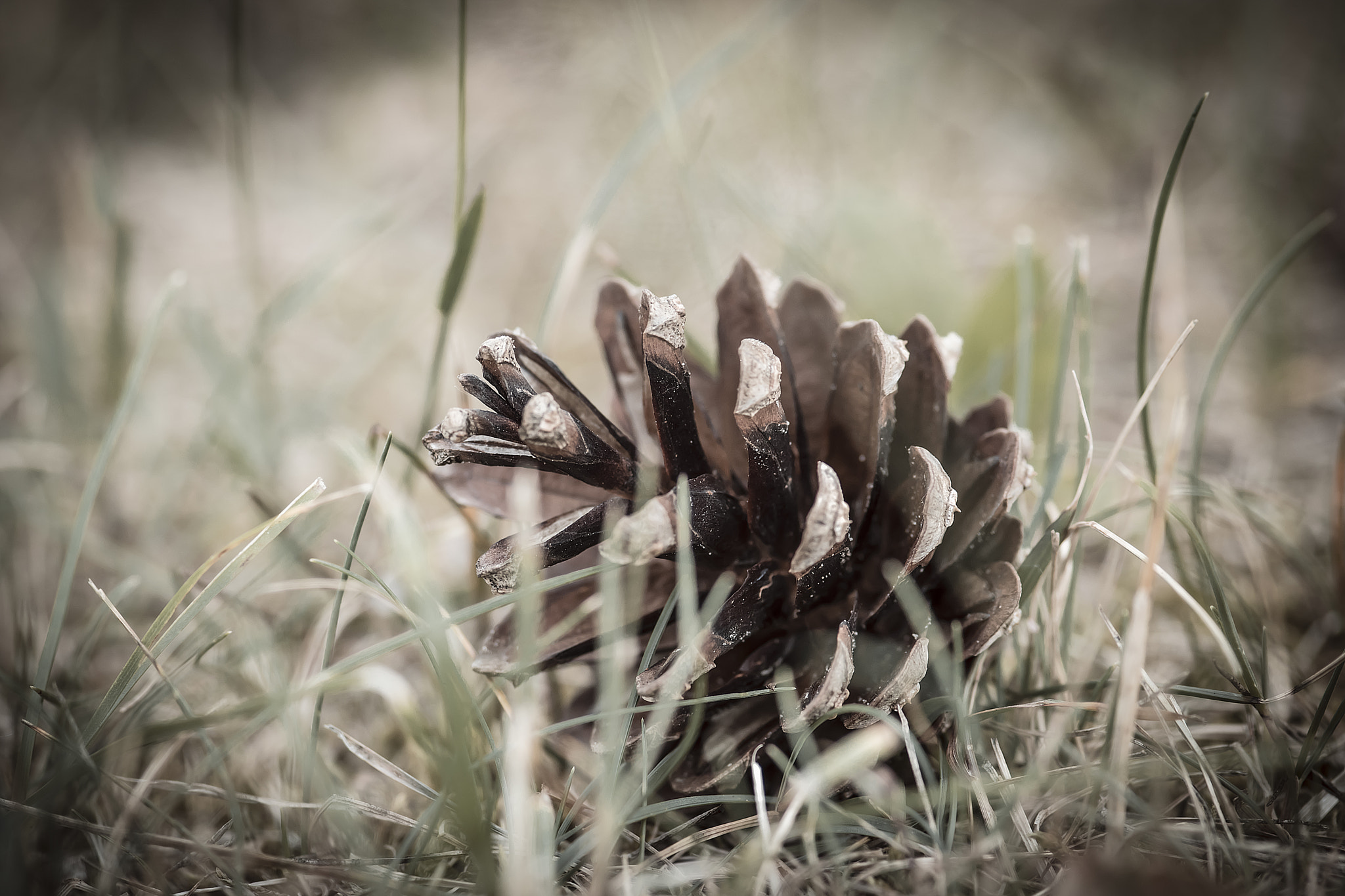 Nikon AF-S Micro-Nikkor 105mm F2.8G IF-ED VR sample photo. Pine cone photography