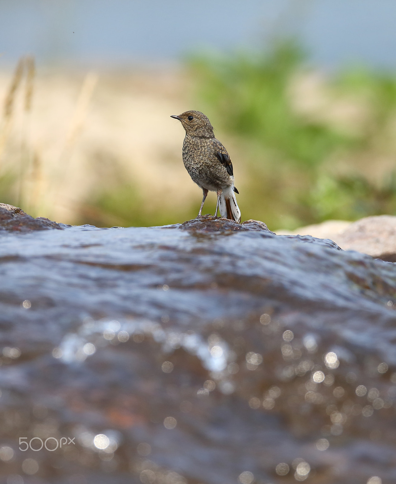 Canon EF 400mm F2.8L IS II USM sample photo. Bs3p4082.jpg photography