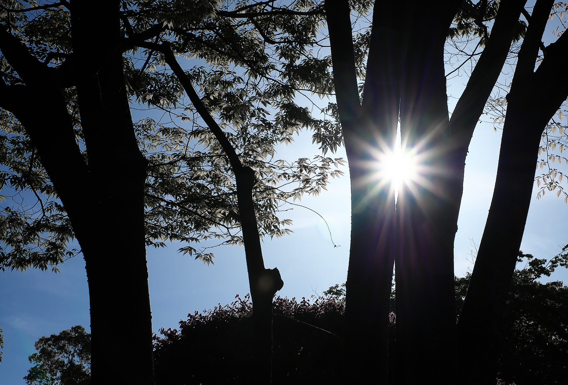 Fujifilm X-A1 sample photo. Sun photography