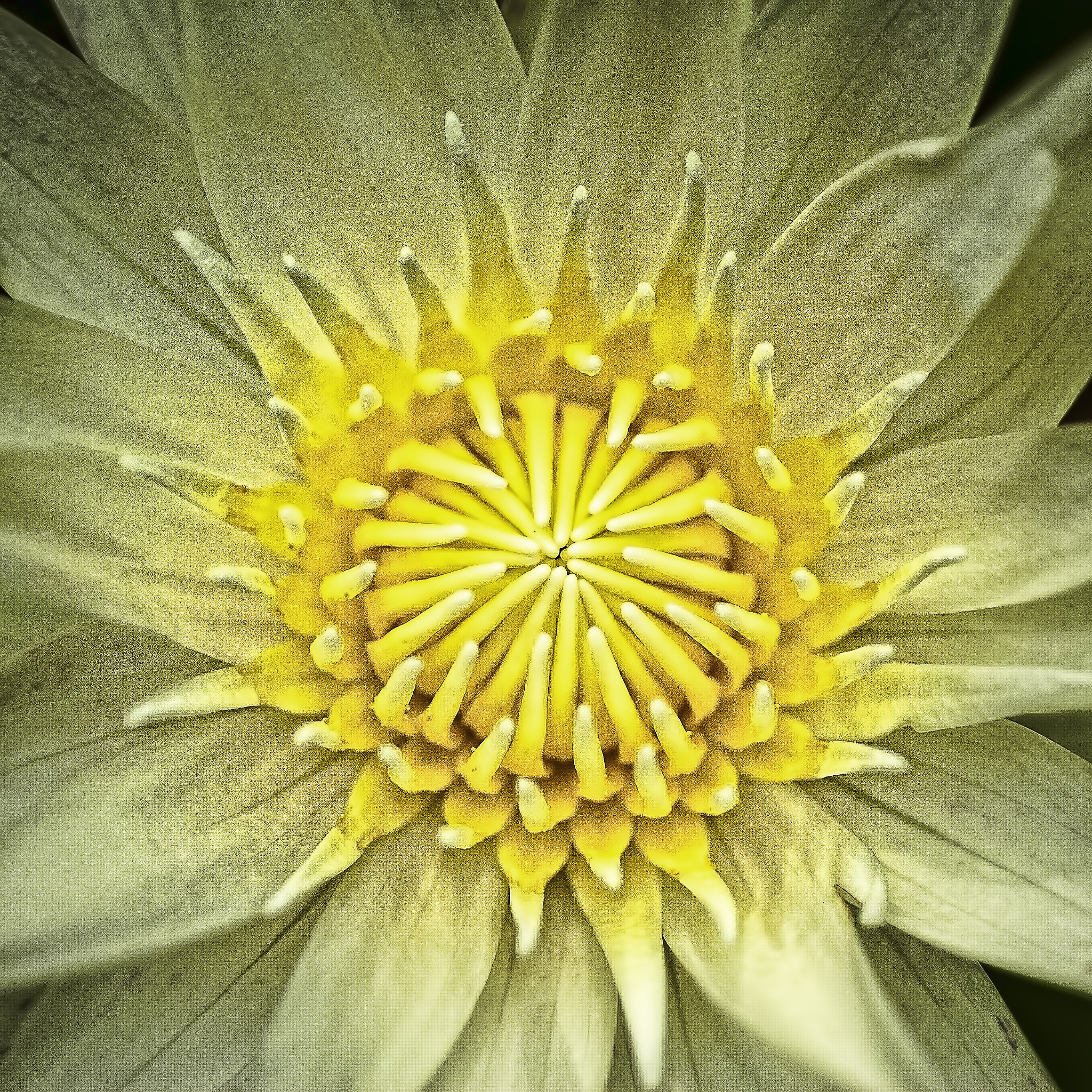 Nikon D200 + AF Micro-Nikkor 60mm f/2.8 sample photo. The heart of a flower photography