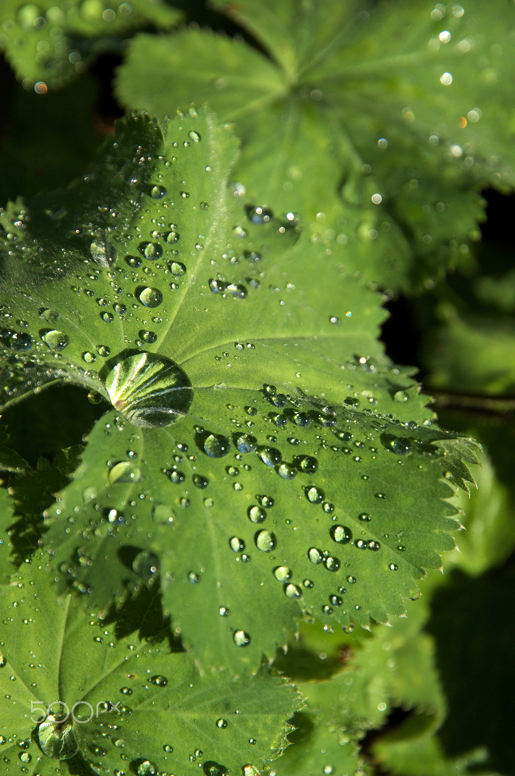 Nikon D3100 sample photo. After the rain, comes the sun... photography
