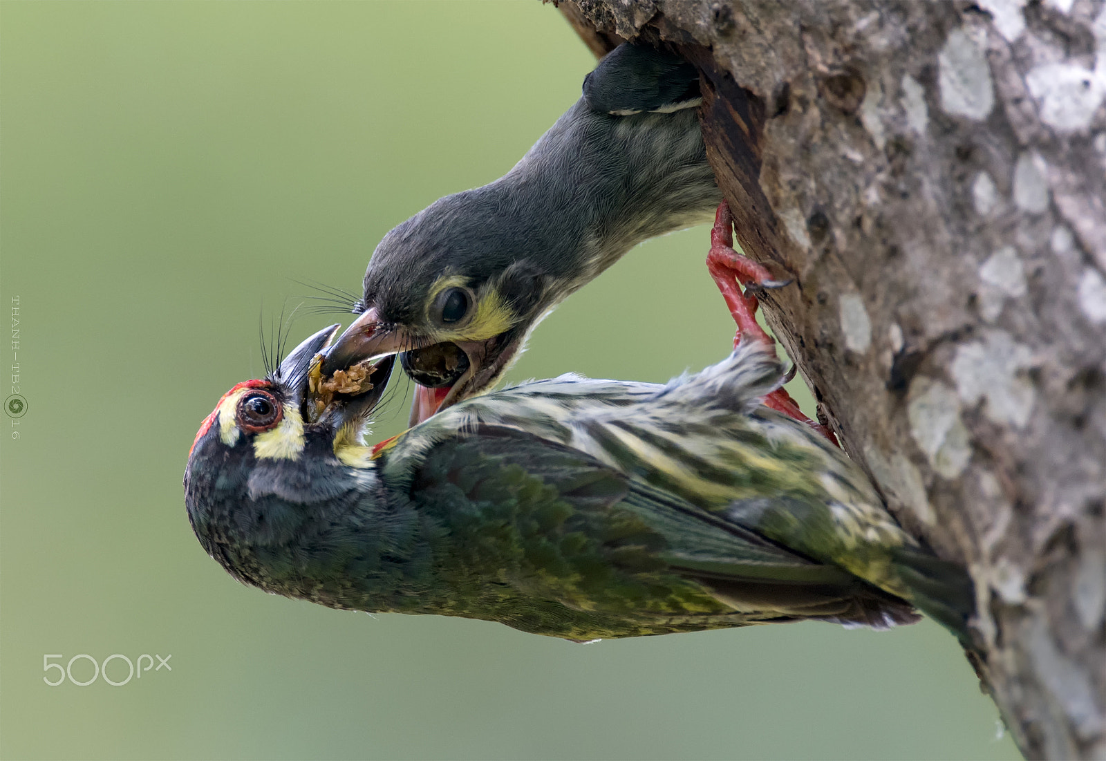 Nikon AF-S Nikkor 600mm F4D ED-IF II sample photo