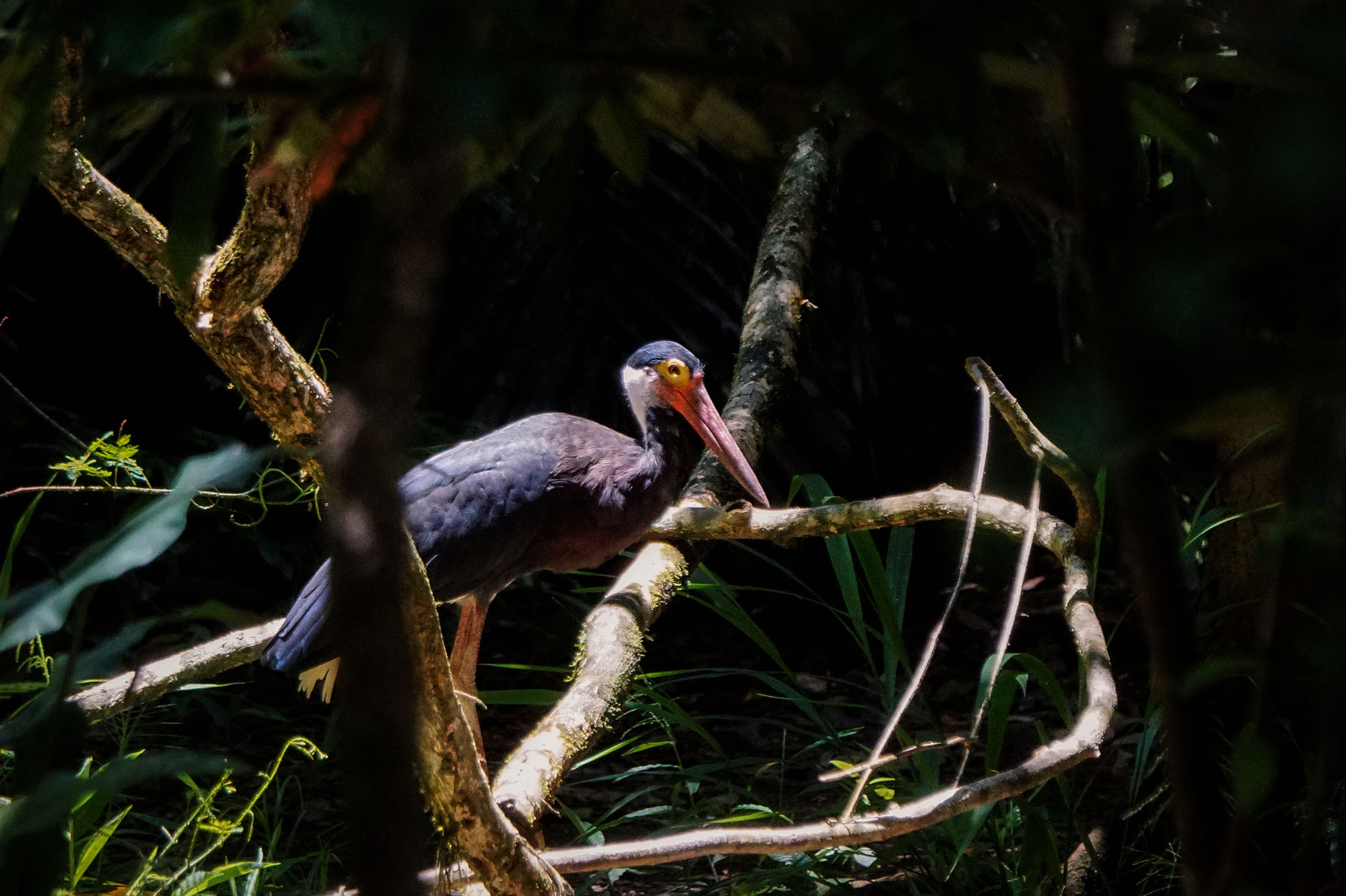 Sony ILCA-77M2 + Sony 70-400mm F4-5.6 G SSM II sample photo. Storm's stork photography