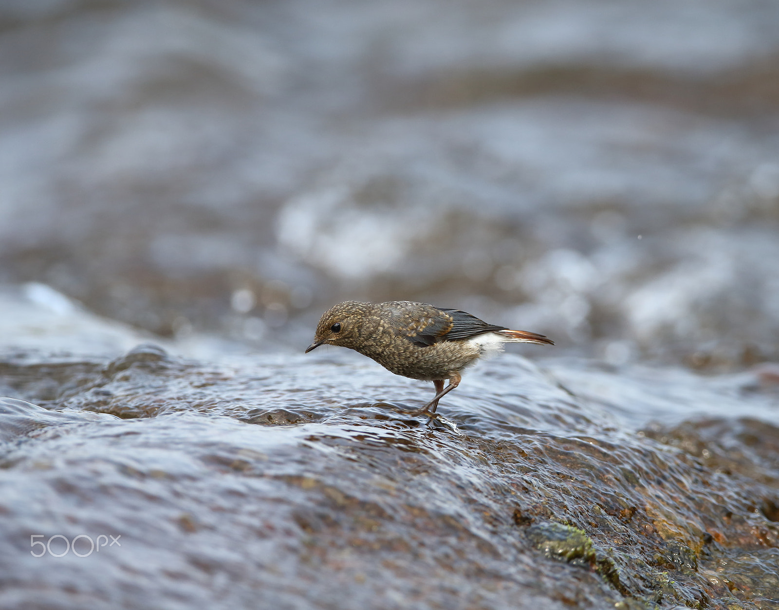 Canon EF 400mm F2.8L IS II USM sample photo. Bs3p4196.jpg photography