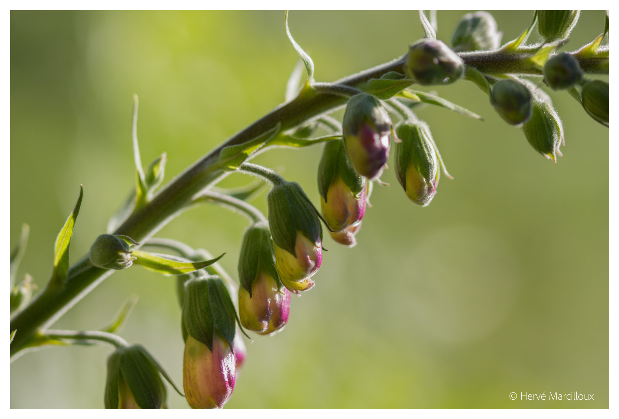 Sony SLT-A77 + 105mm F2.8 sample photo. Ring the bells! photography
