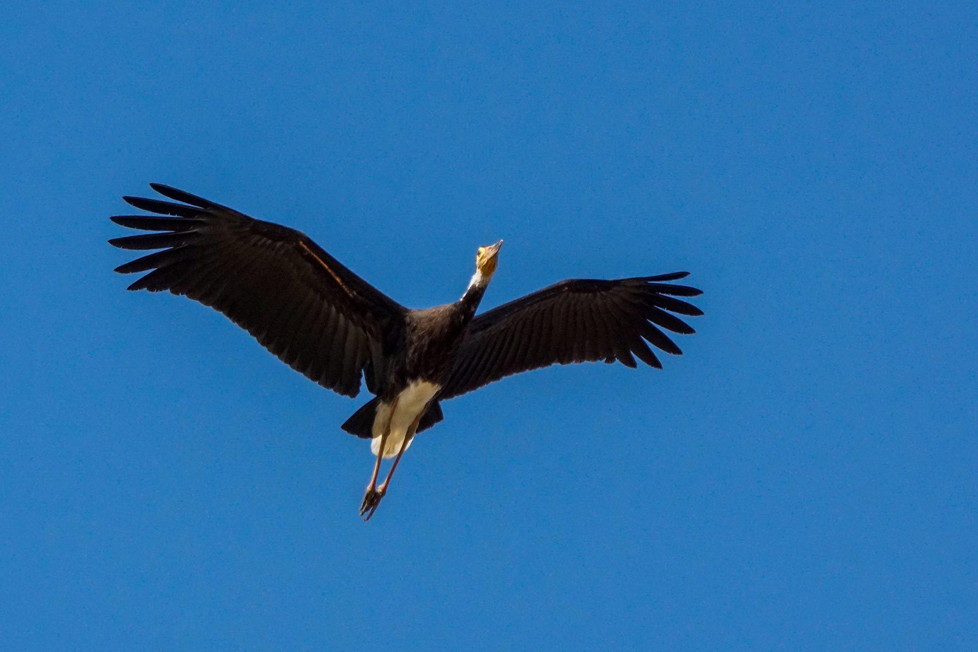 Sony ILCA-77M2 + Sony 70-400mm F4-5.6 G SSM II sample photo. Storm's stork photography