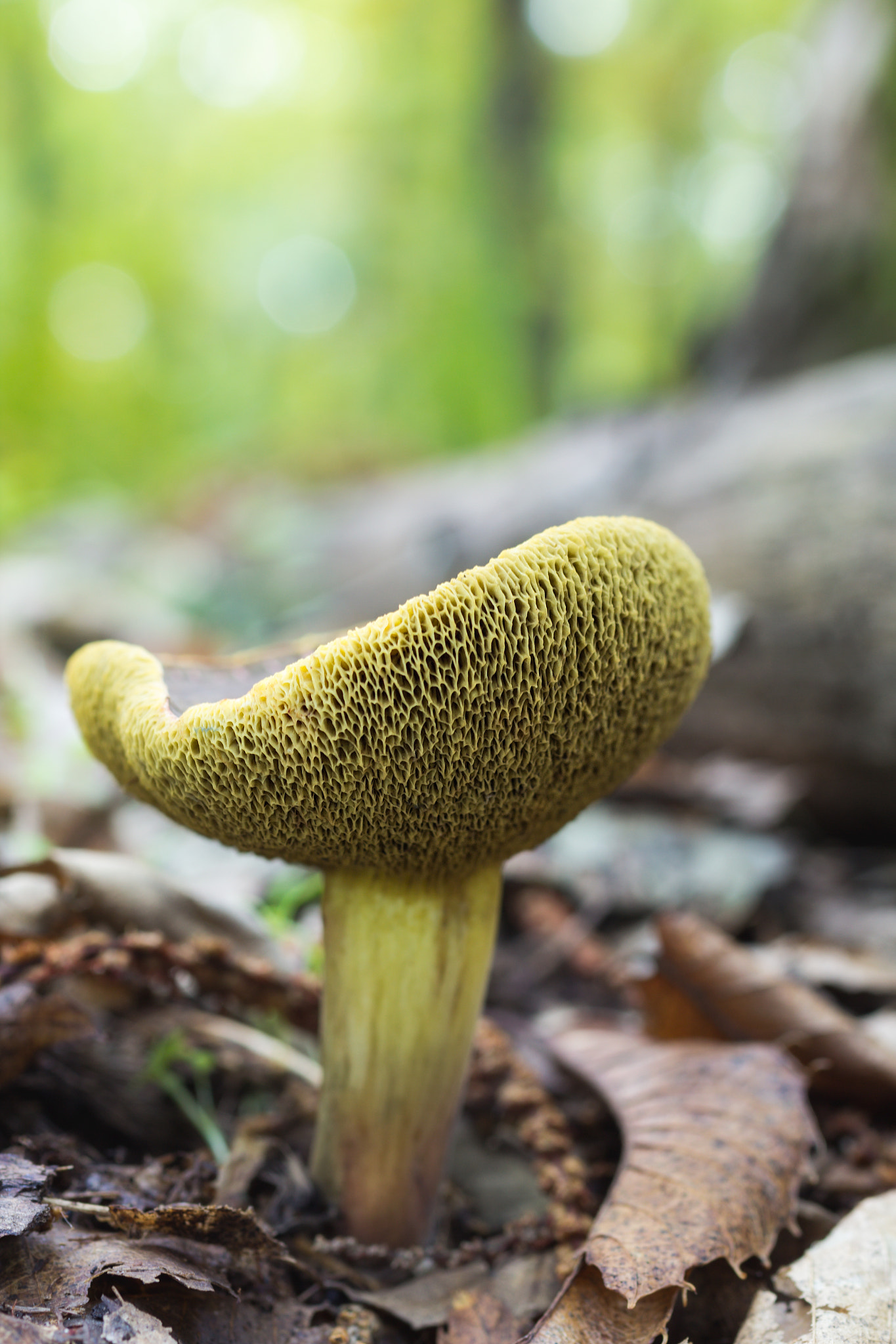 Canon EOS 60D + Sigma 50mm f/2.8 EX sample photo. Green mushroom photography