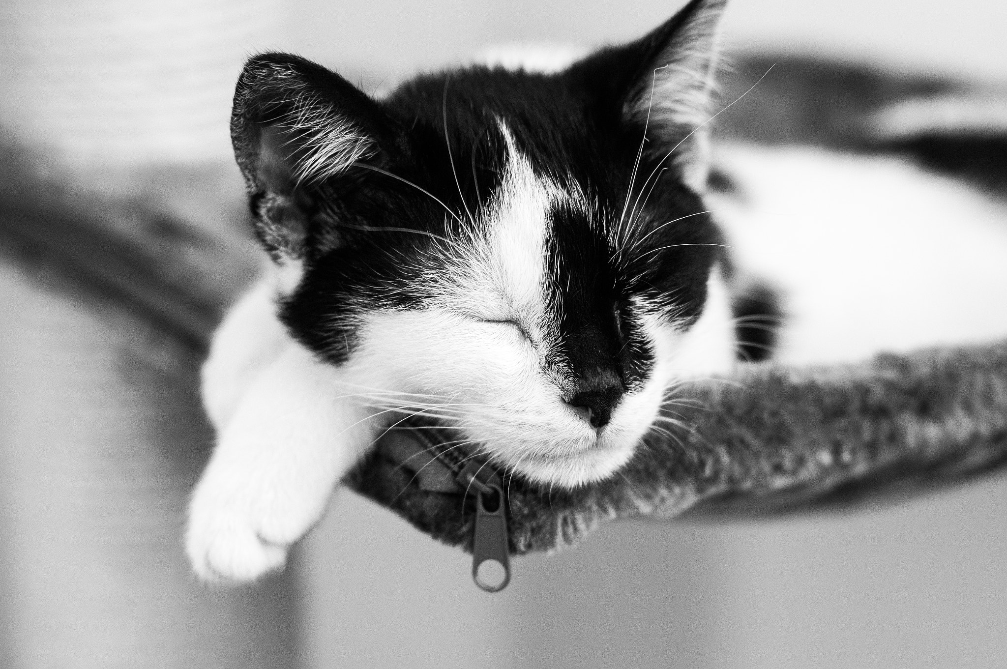 Sony SLT-A37 + Minolta AF 50mm F1.7 sample photo. Cat black/white sony a37 photography