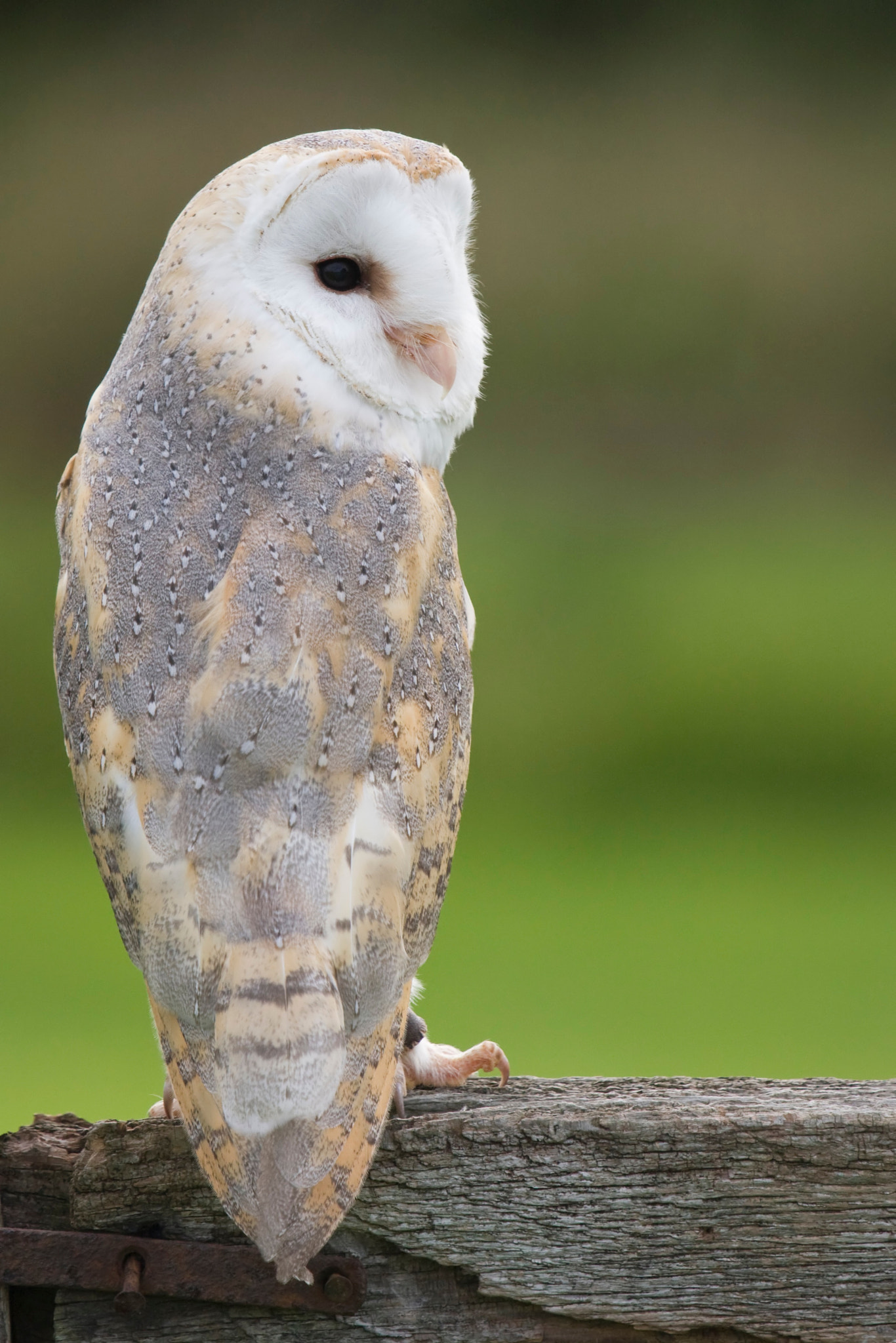 Canon EOS 40D + Canon EF 100-400mm F4.5-5.6L IS USM sample photo. Barn owl photography