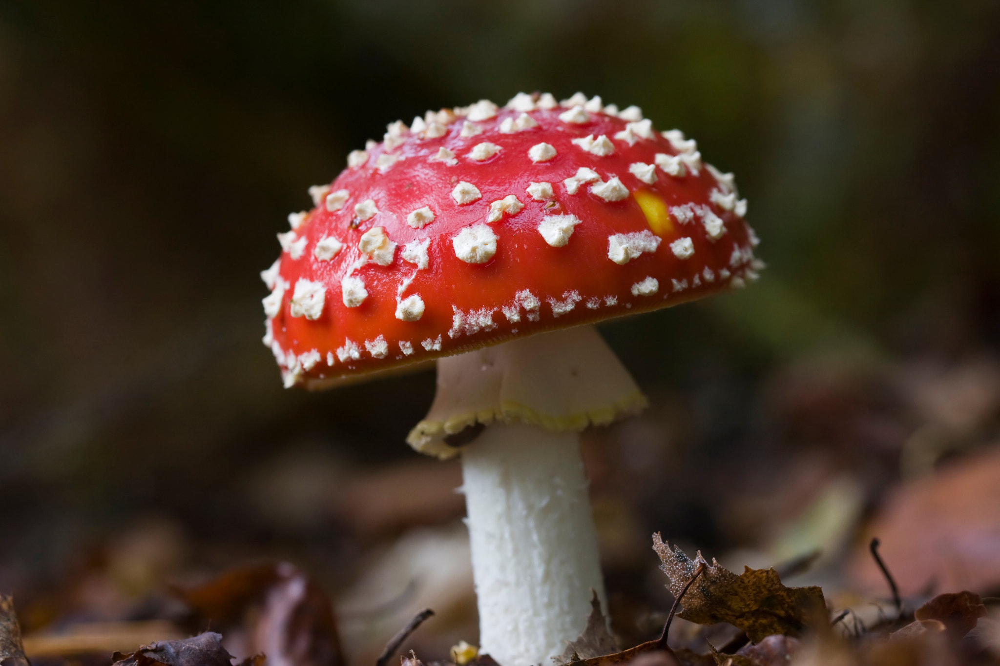 Canon EOS 40D + Canon EF 100mm F2.8L Macro IS USM sample photo. Mushroom photography