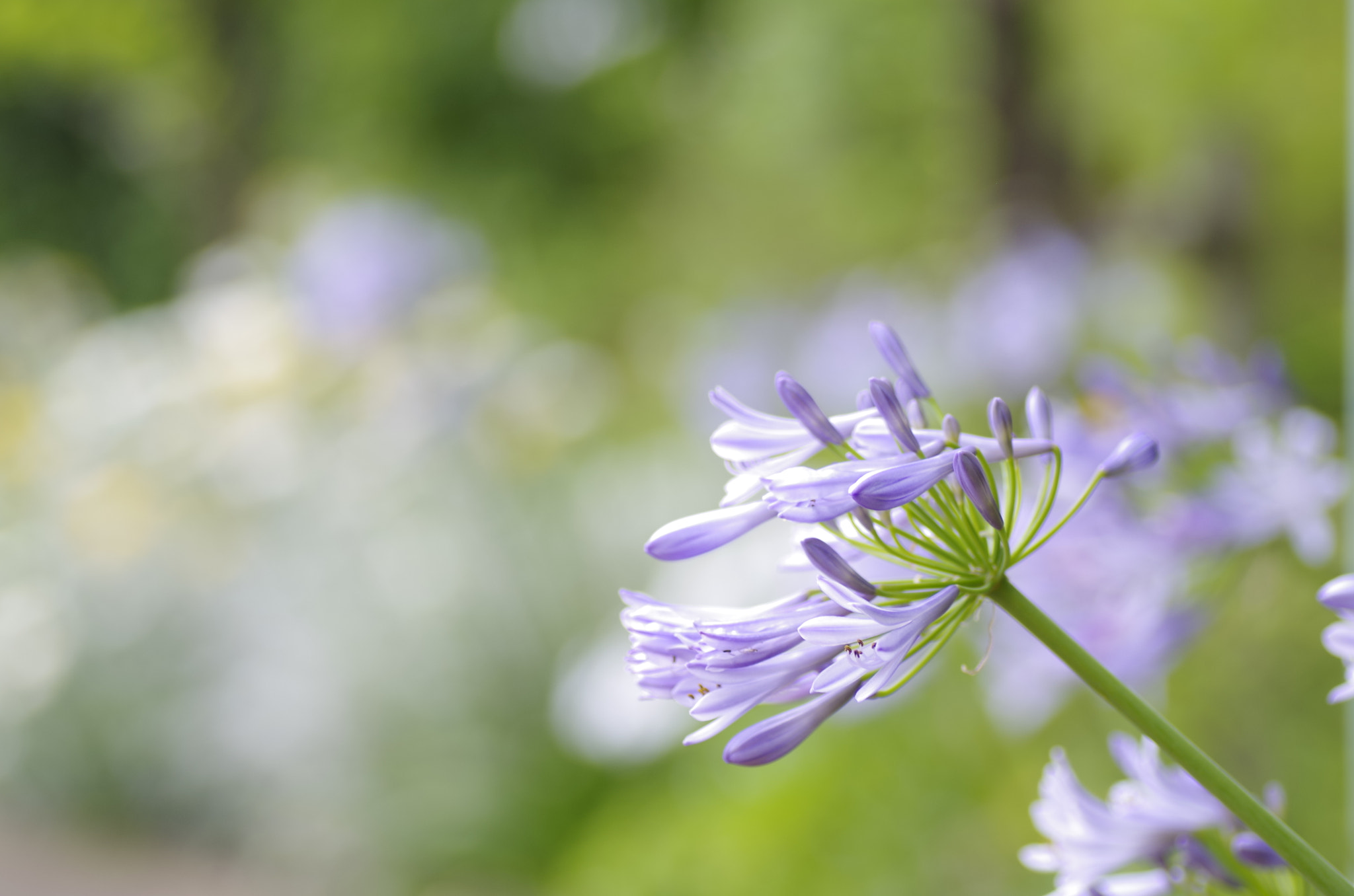 Pentax K-30 + Tamron SP AF 90mm F2.8 Di Macro sample photo. Agapanthus photography