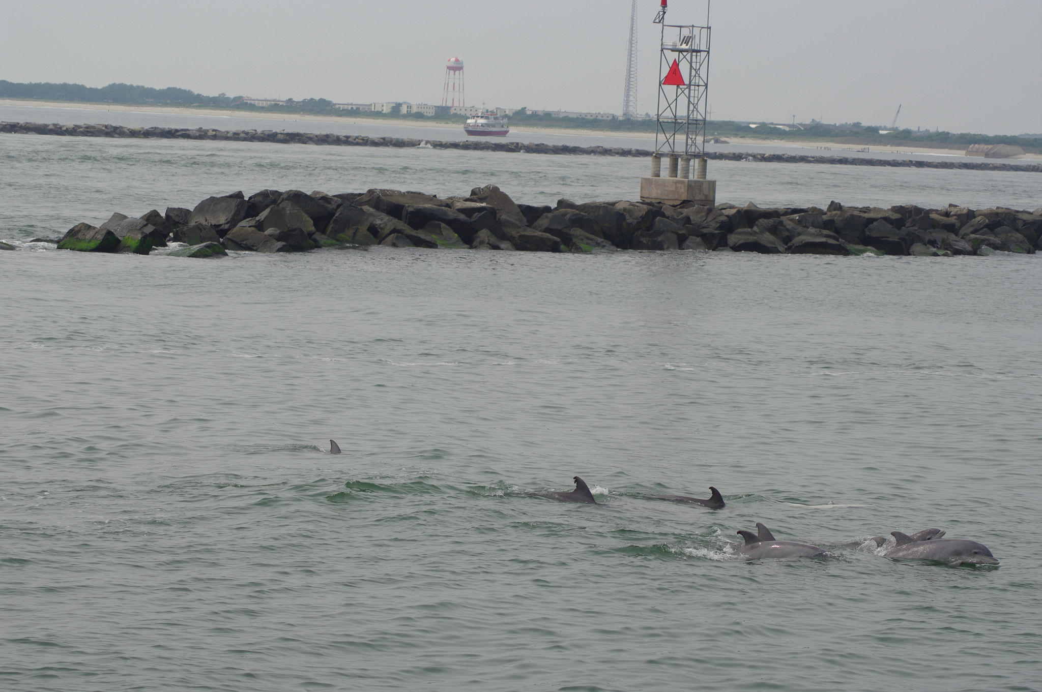 Pentax K20D + Tamron AF 70-300mm F4-5.6 Di LD Macro sample photo. Cape may dolphines photography