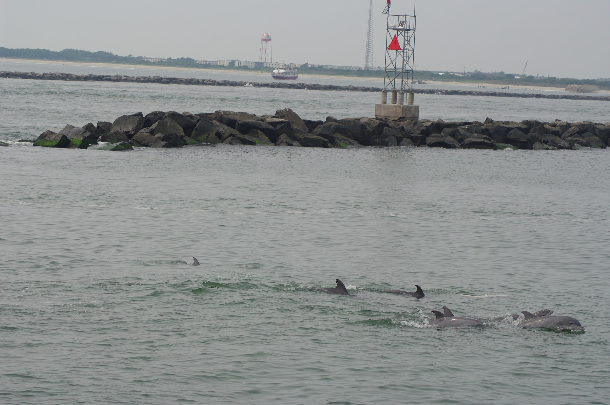 Tamron AF 70-300mm F4-5.6 Di LD Macro sample photo. Cape may dolphines photography