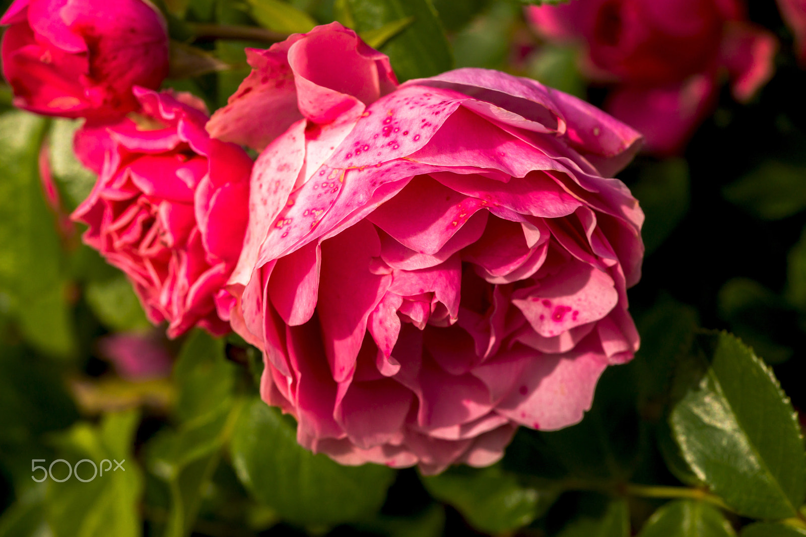 Sony a99 II + 105mm F2.8 sample photo. Oldies but goldies photography