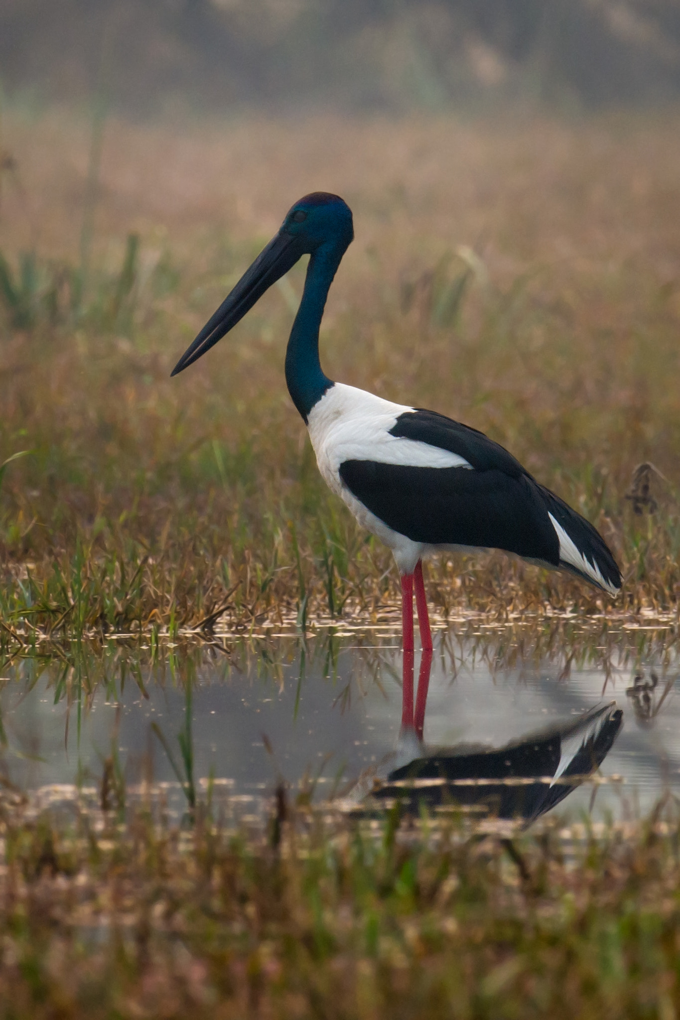 Nikon D4 sample photo. কলগল মনকজড black-necked stork ephipporhynchus asiaticus photography