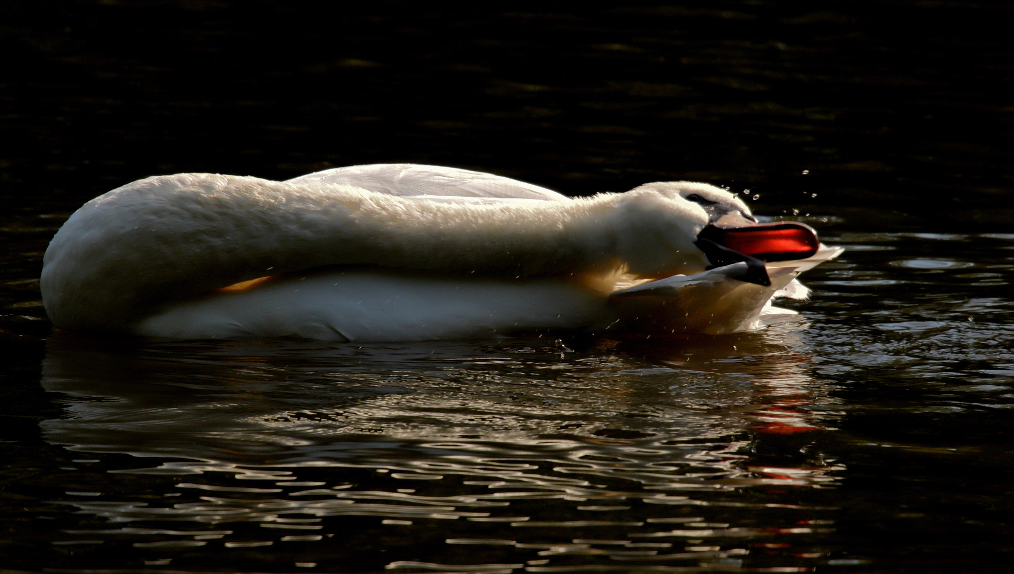 Nikon D300S sample photo. I ihave fun ! photography