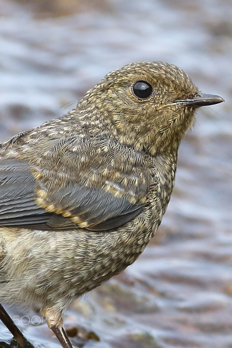 Canon EF 400mm F2.8L IS II USM sample photo. Bs3p4280.jpg photography